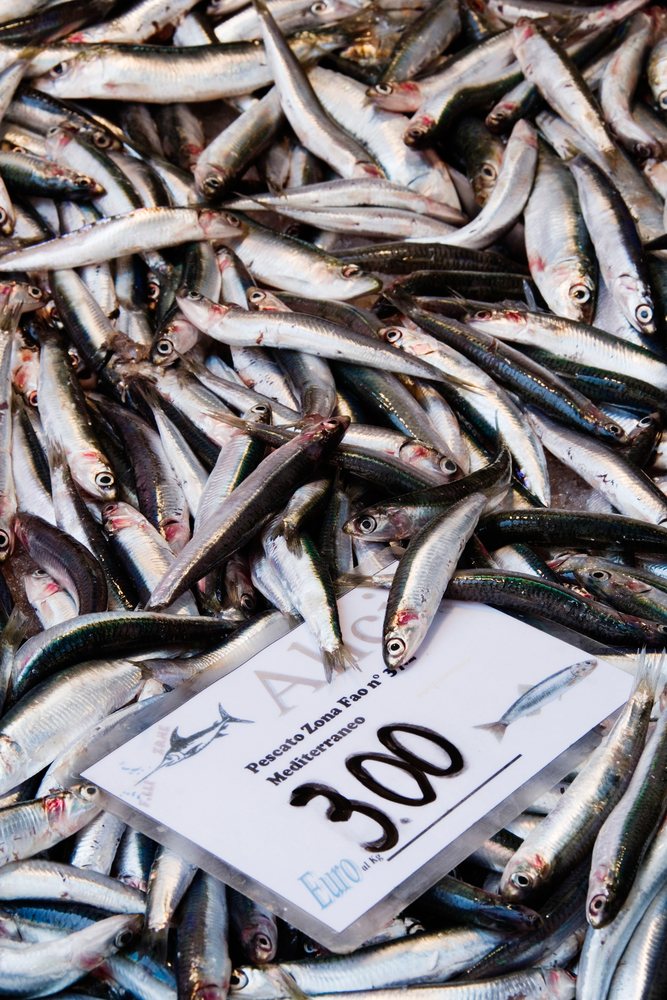 Fresh mediterranean fish