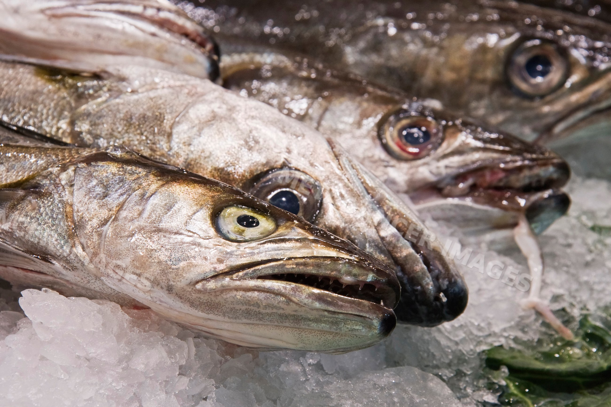 Fresh fish heads displayed on ice at seafood market