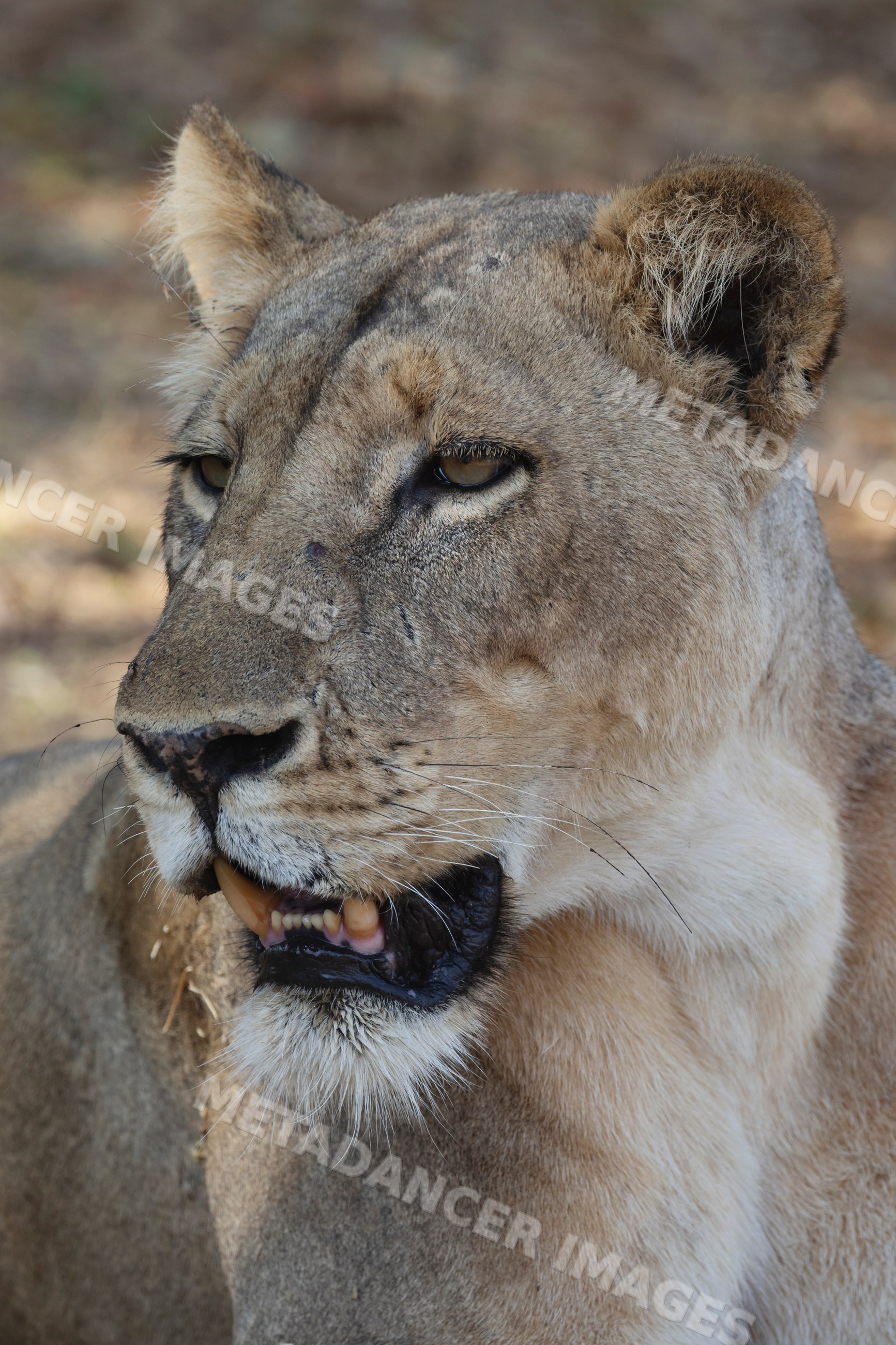 Lioness portrait in South Luangwa national park Zambia