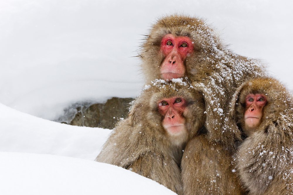 Three Japanese macaques huddling in snow, japan