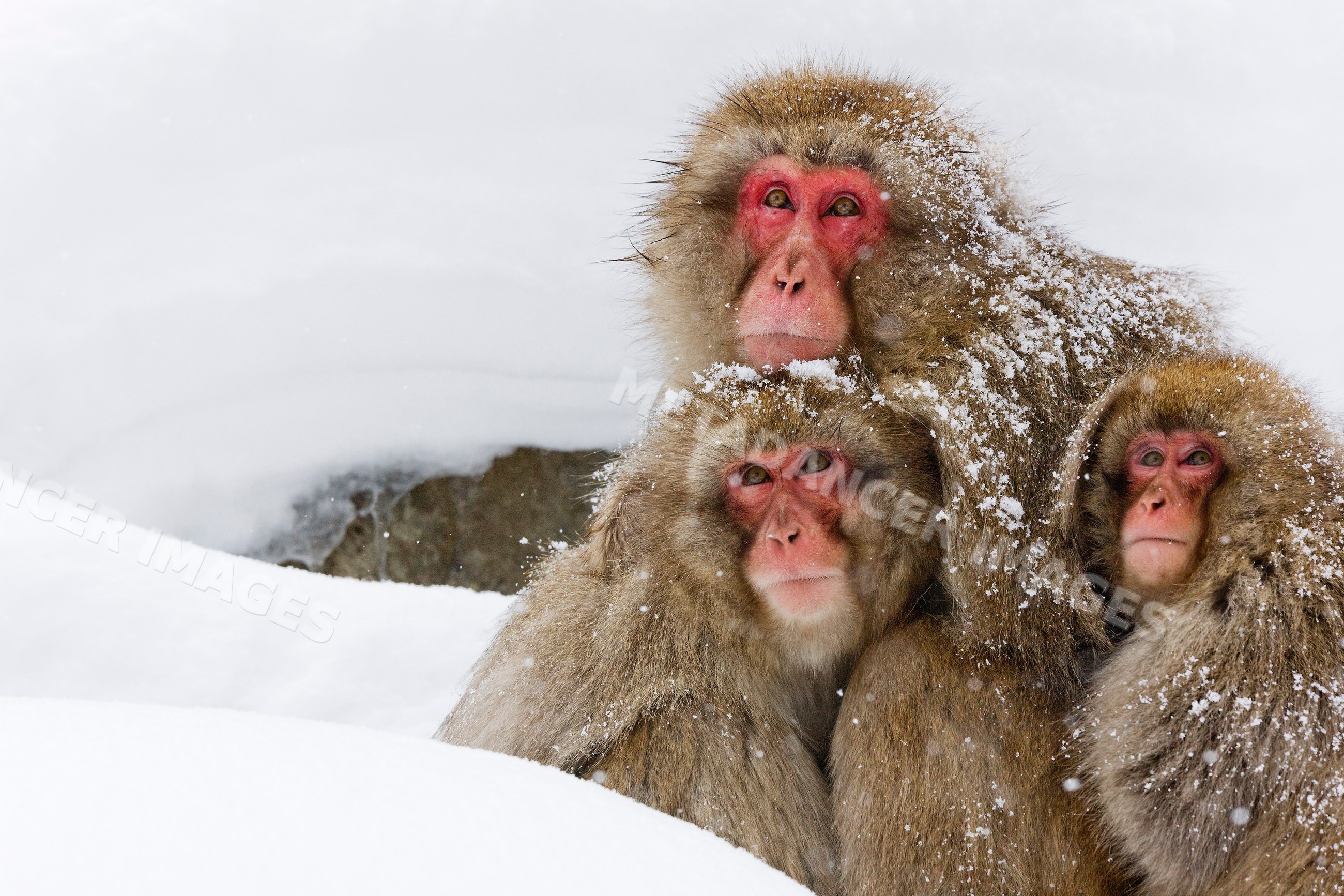 Three Japanese macaques huddling in snow, japan