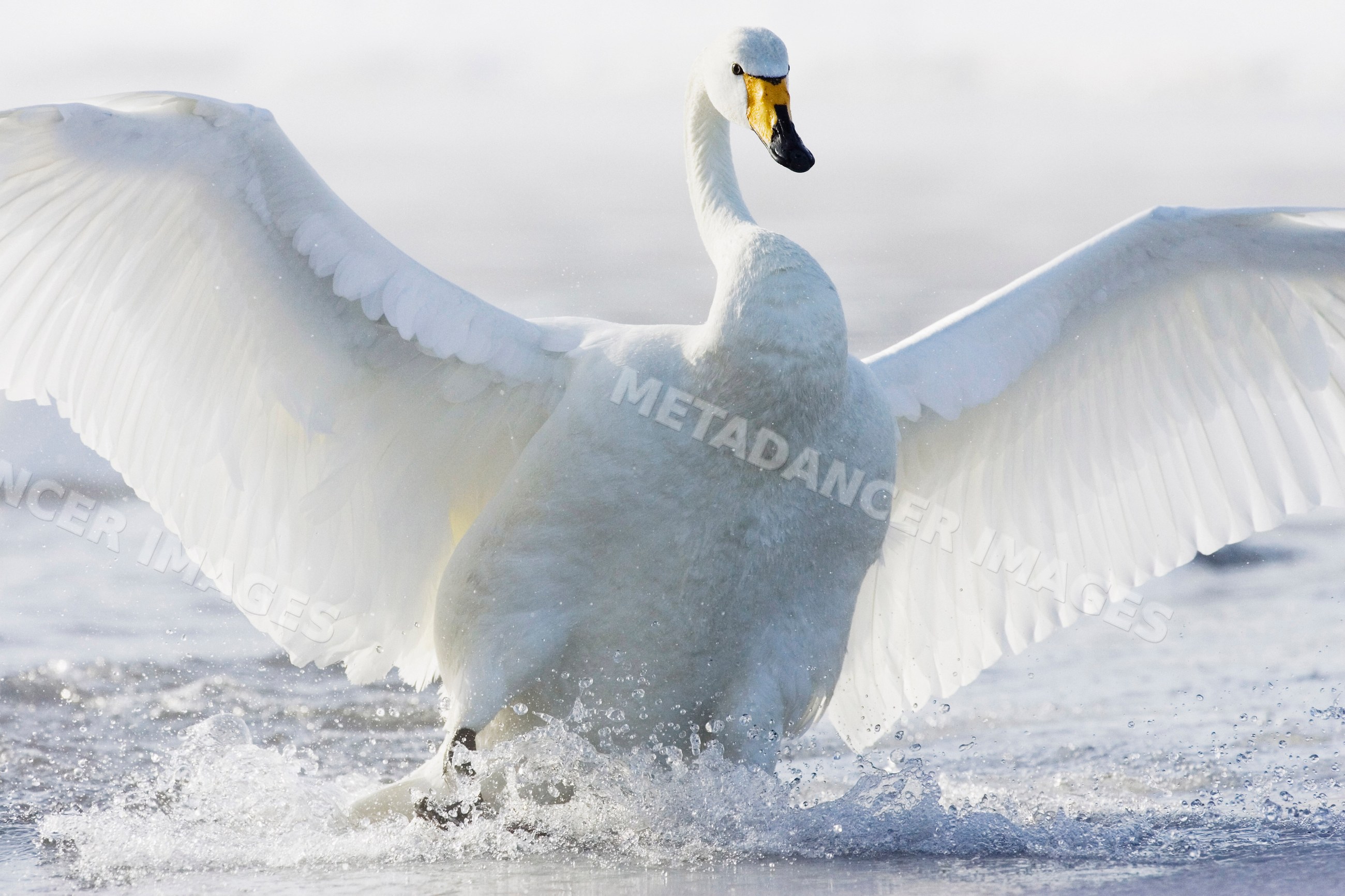 Whooper swan spreading wings on water japan