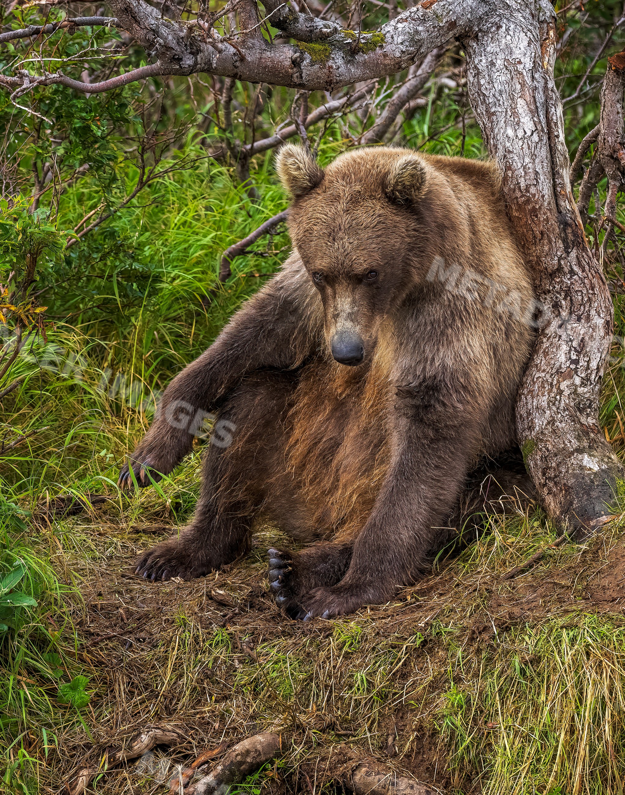Brown bear sitting on forest floor in USA wilderness