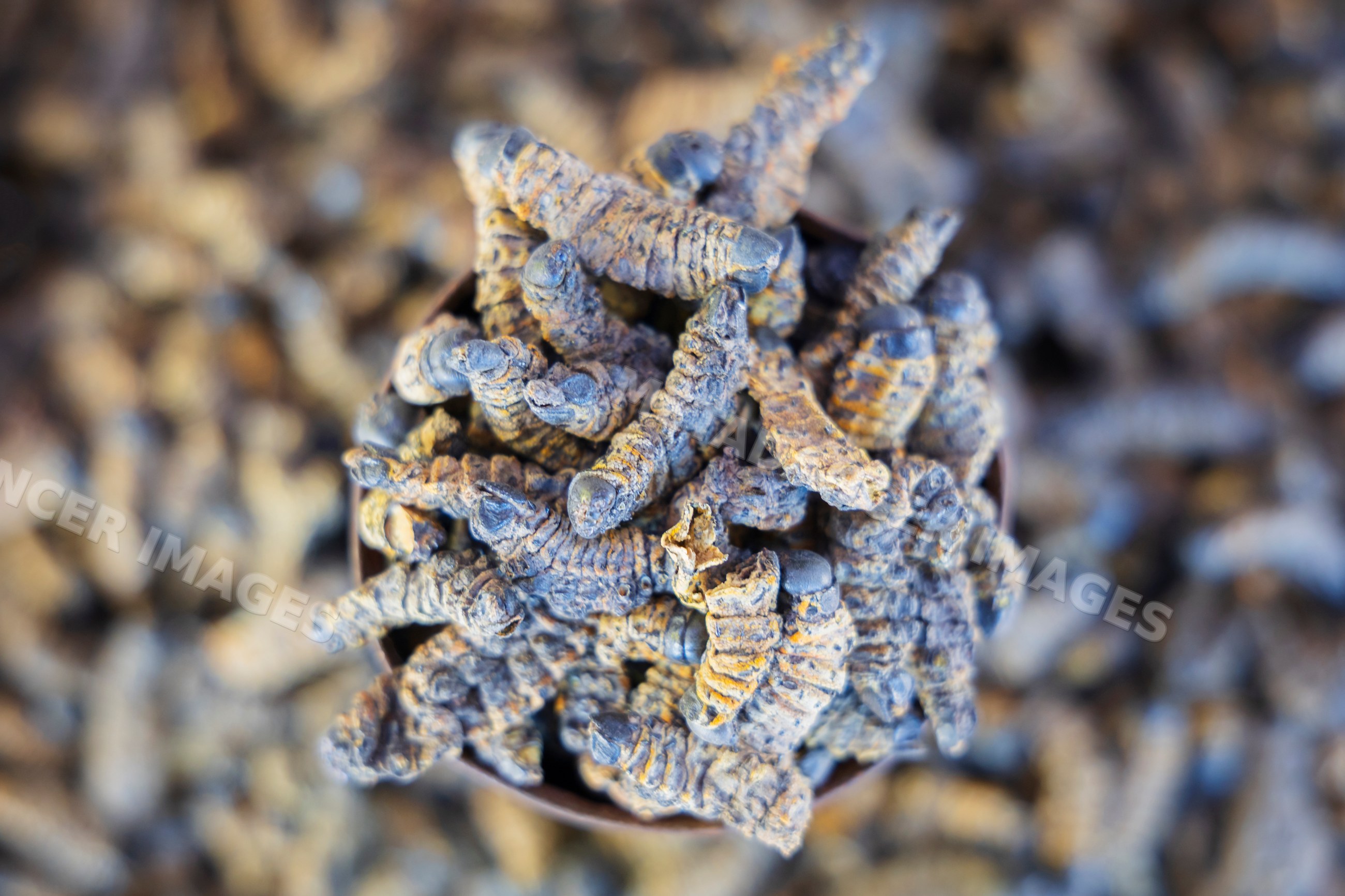 Dried Mopane Worms at oshetu community market