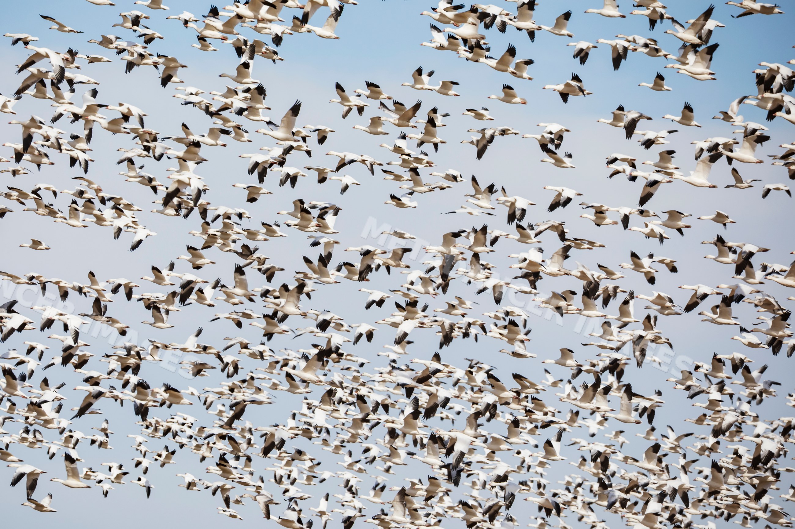 Snow geese flying in flock at ladd s gordon waterfowl complex