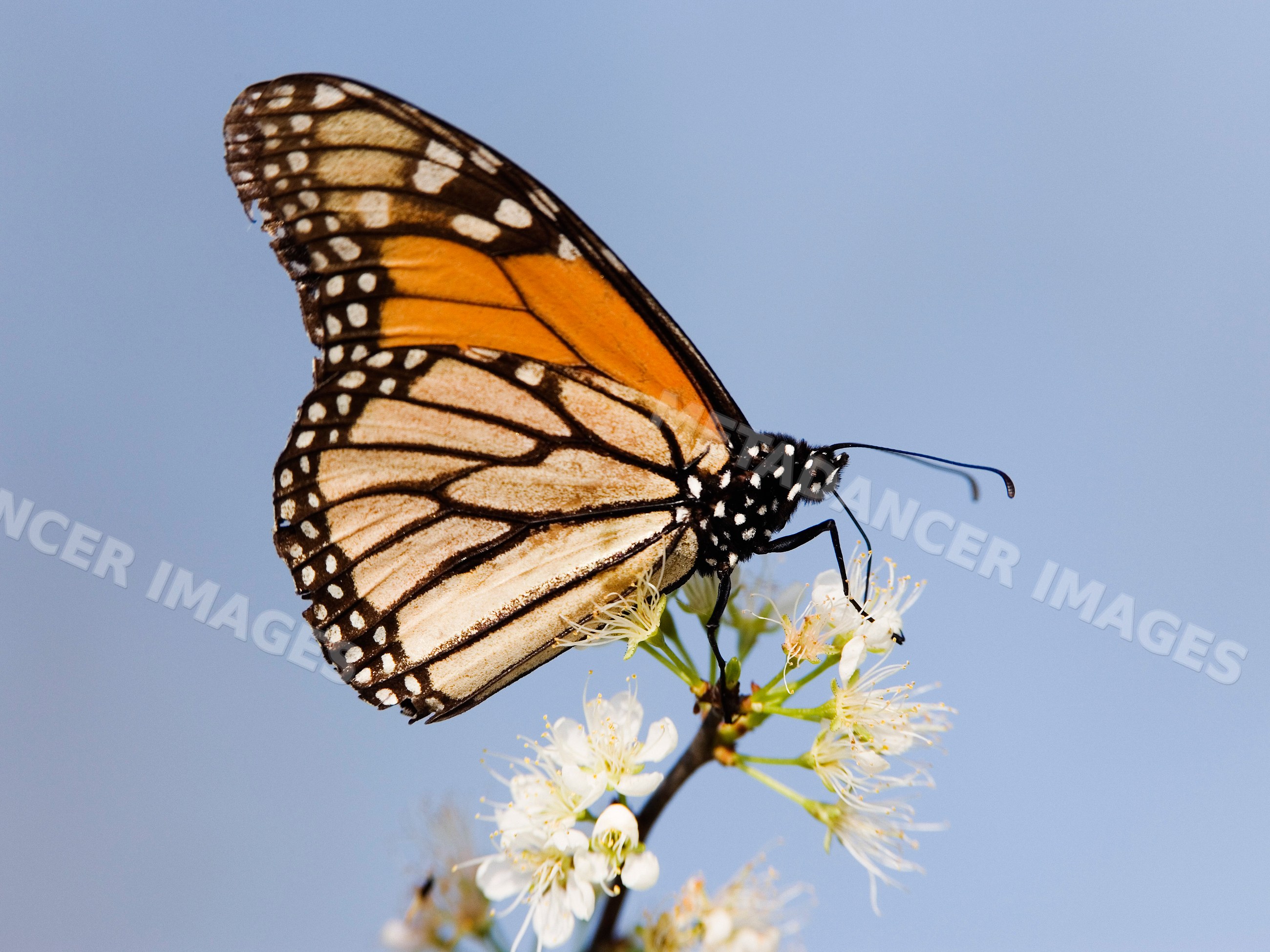 Monarch butterfly on white flower branch