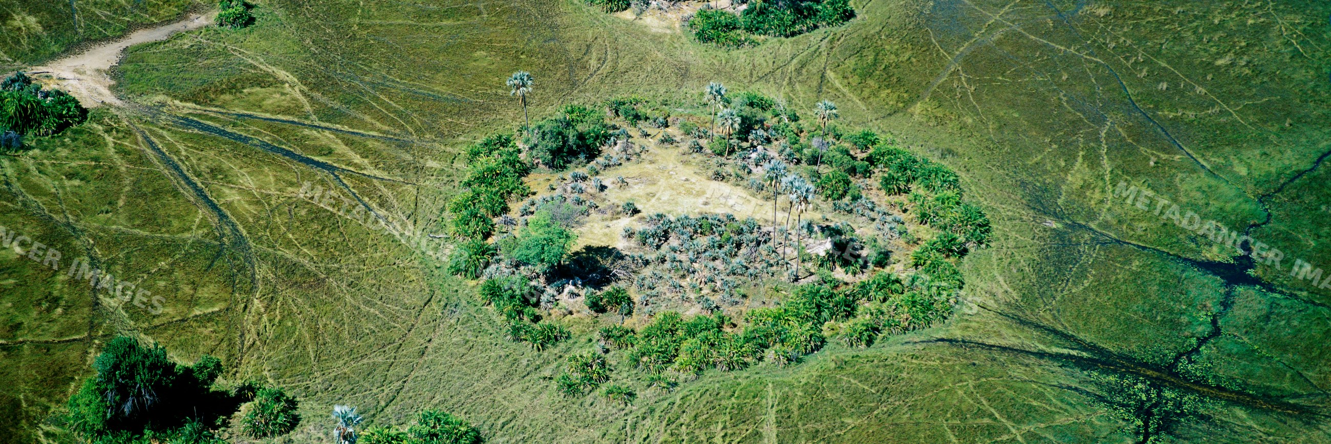 Aerial view of ring of trees in grassland landscape