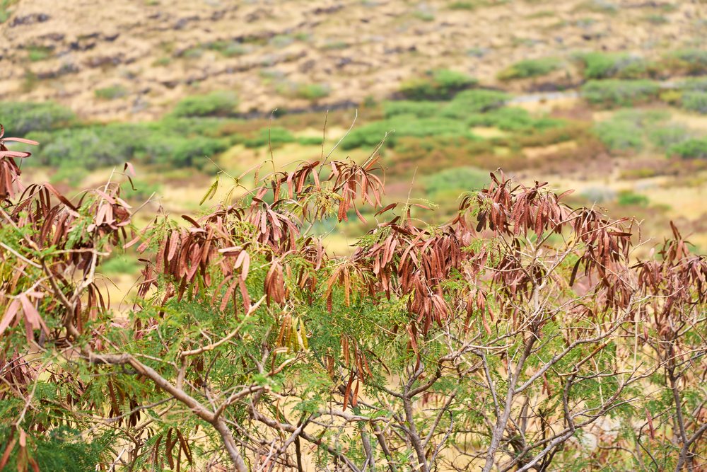 Kentucky coffee tree seed pods in dry shrubland of Hawaii