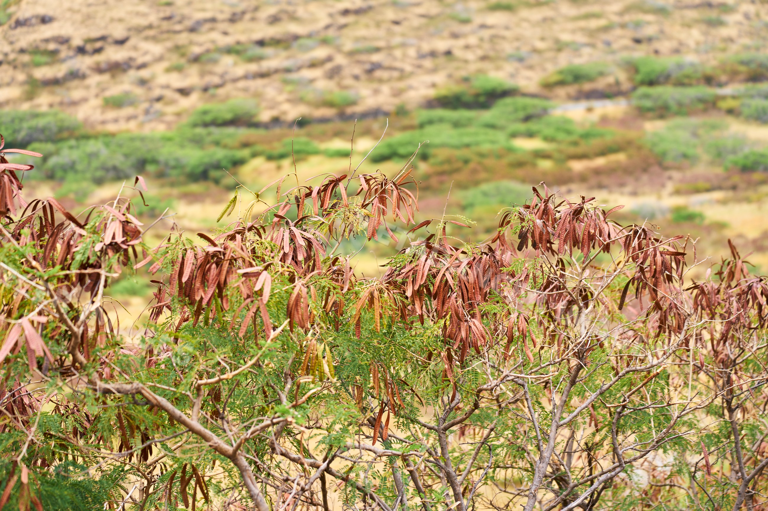 Kentucky coffee tree seed pods in dry shrubland of Hawaii