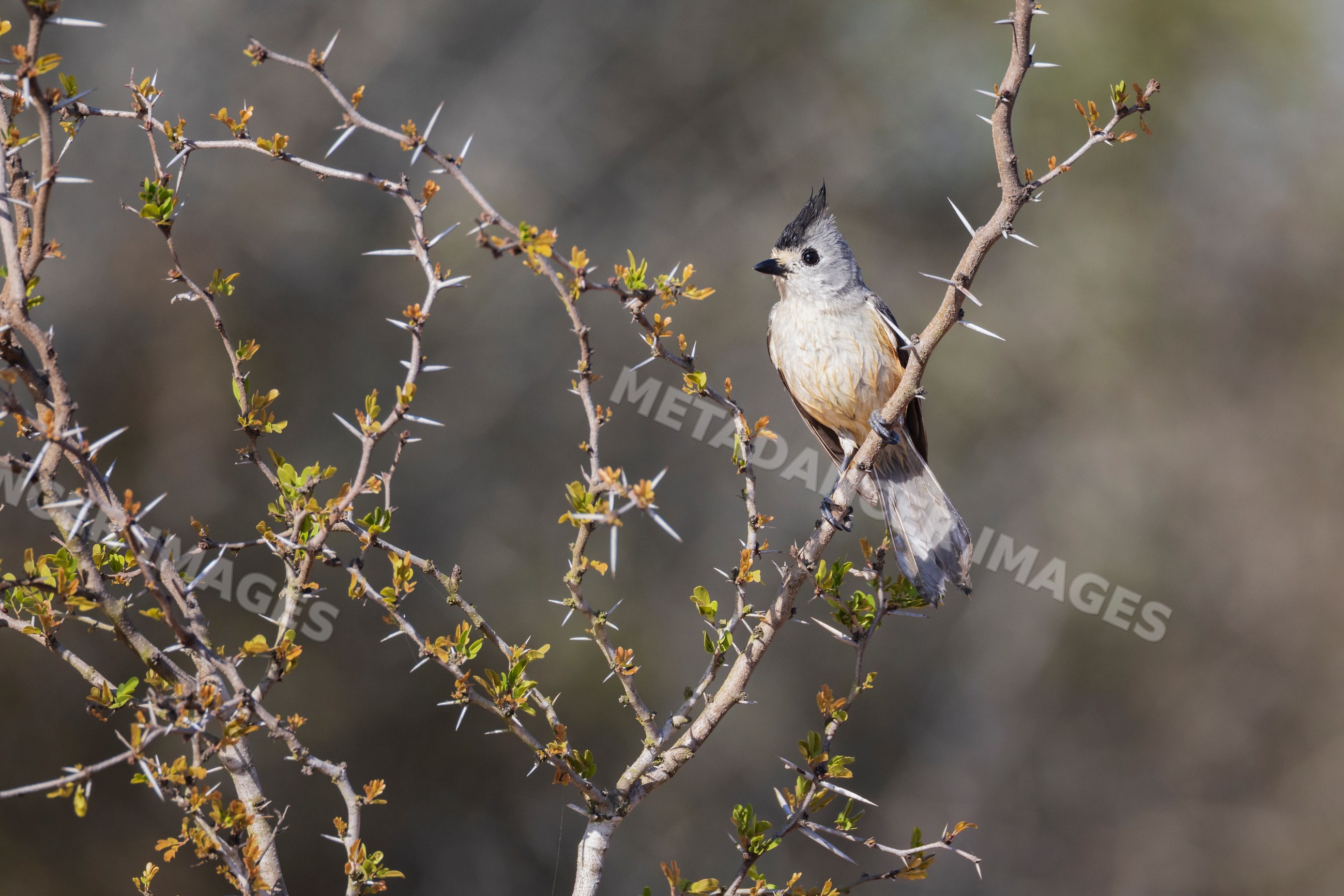 Black-Crested Titmouse perched on thorny branch