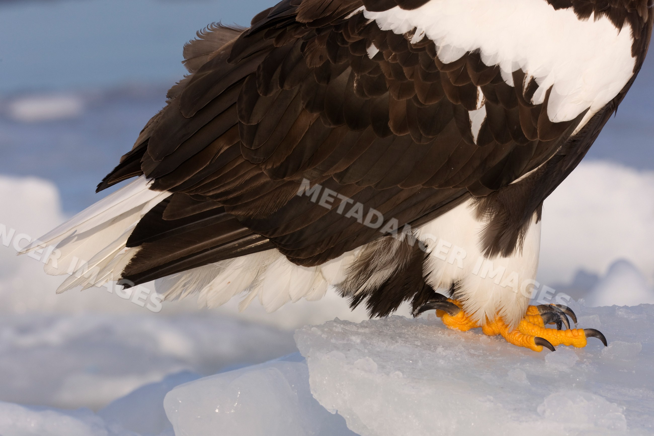 Steller's sea eagle with sharp talons perched on ice