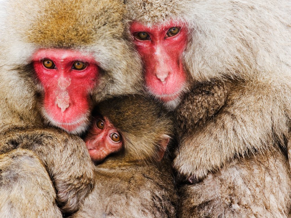 Japanese macaque family huddled in winter in Japan