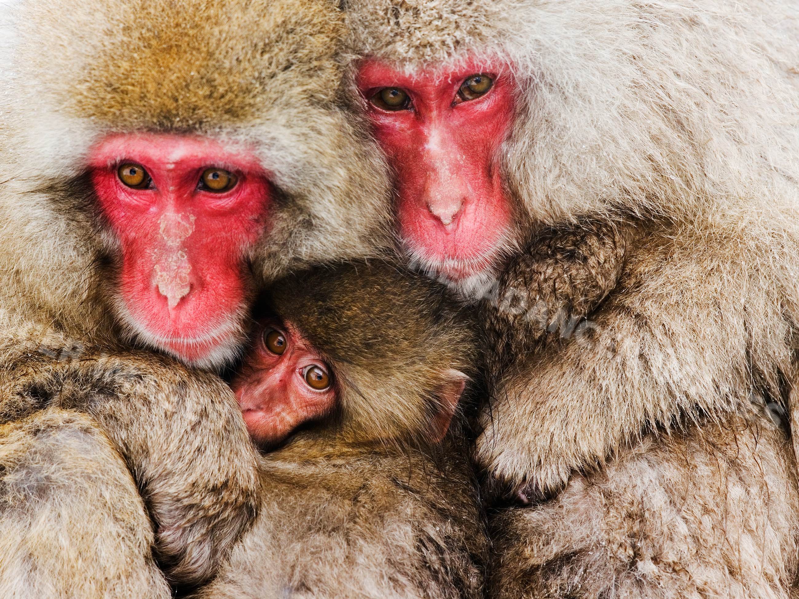 Japanese macaque family huddled in winter in Japan
