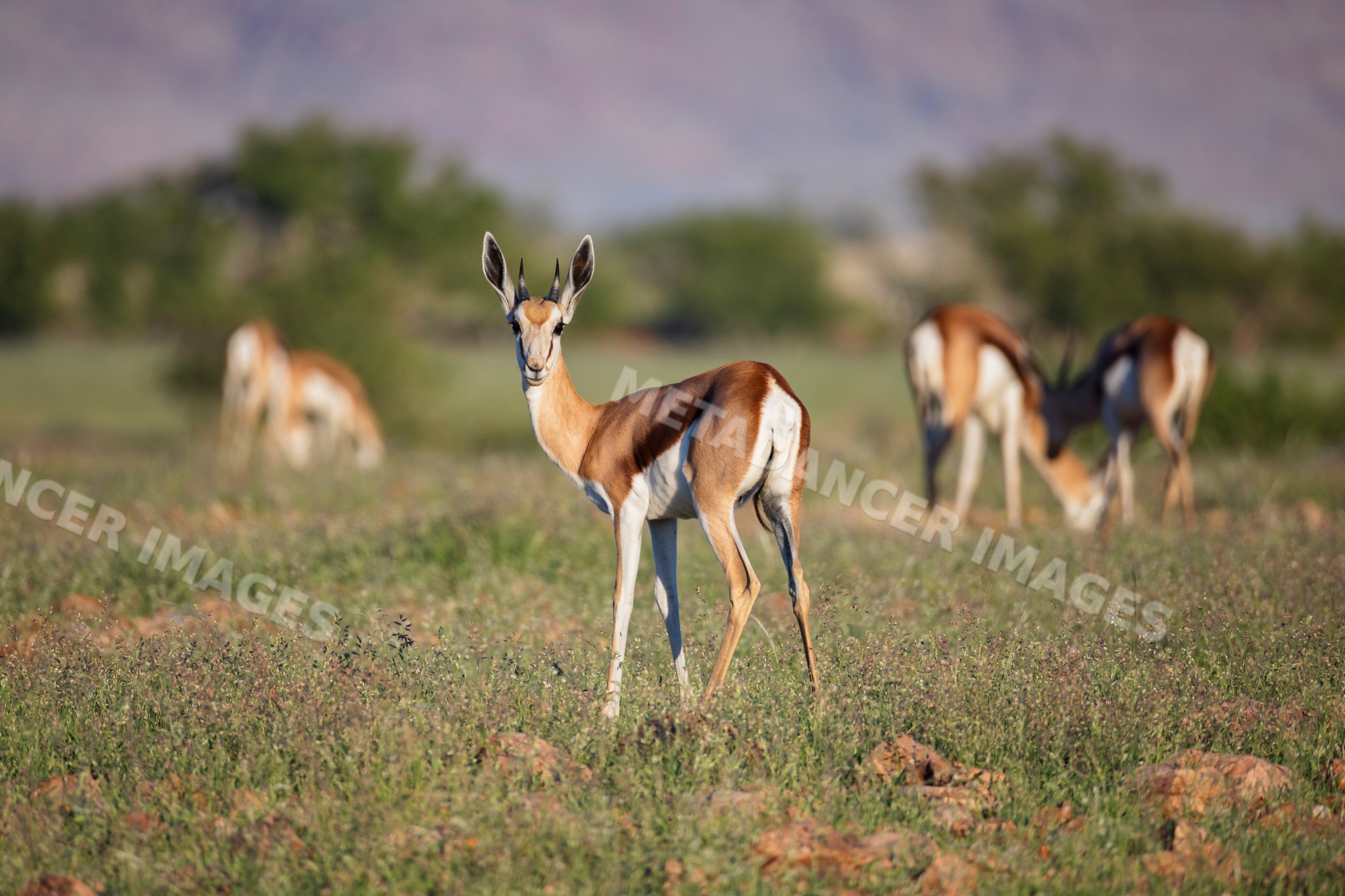 Young Springbok standing on the Giribes Plain
