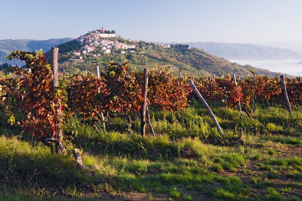 Vineyard with autumn grapevines and hilltop village, istria, croatia