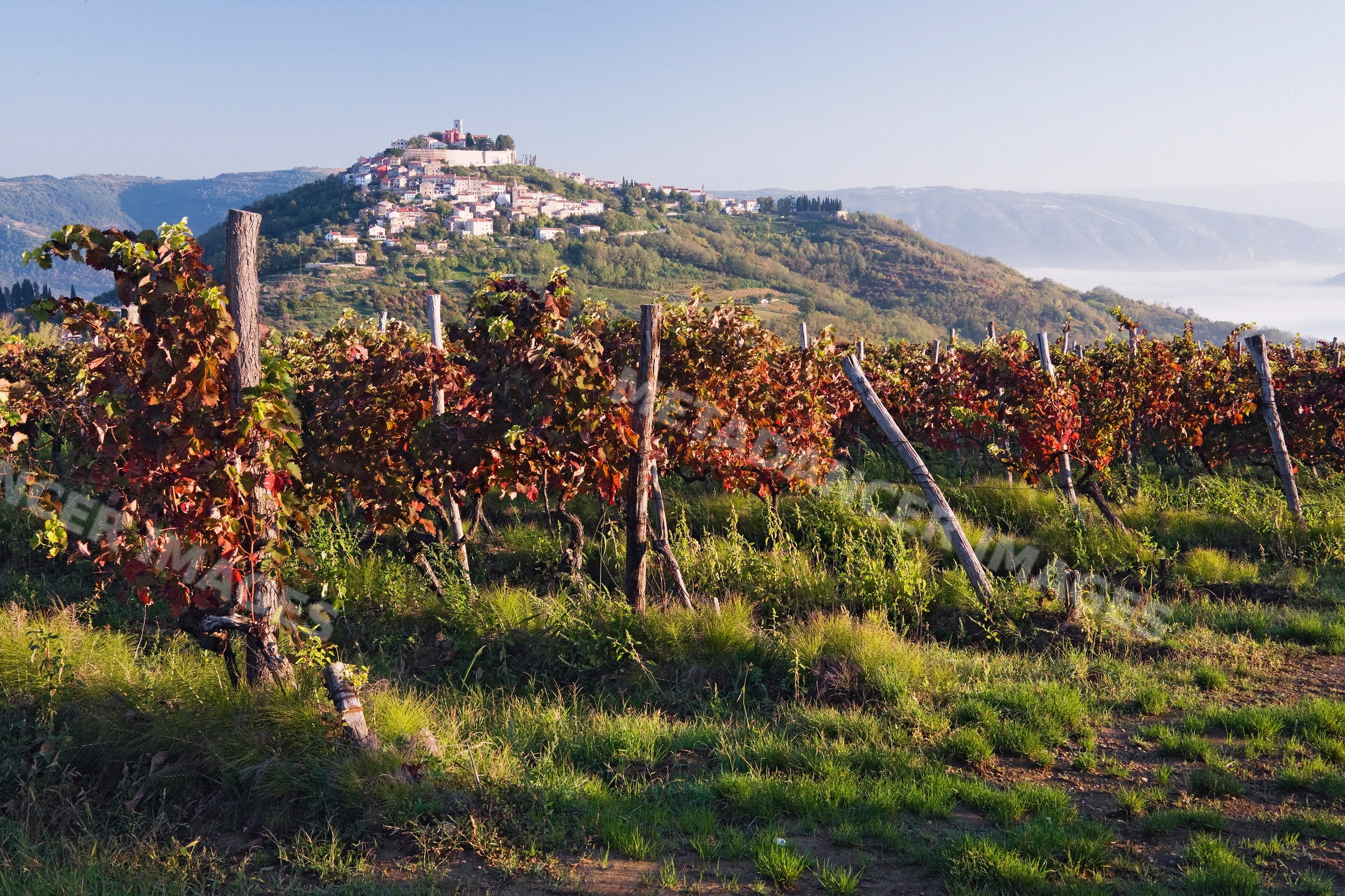 Vineyard with autumn grapevines and hilltop village, istria, croatia