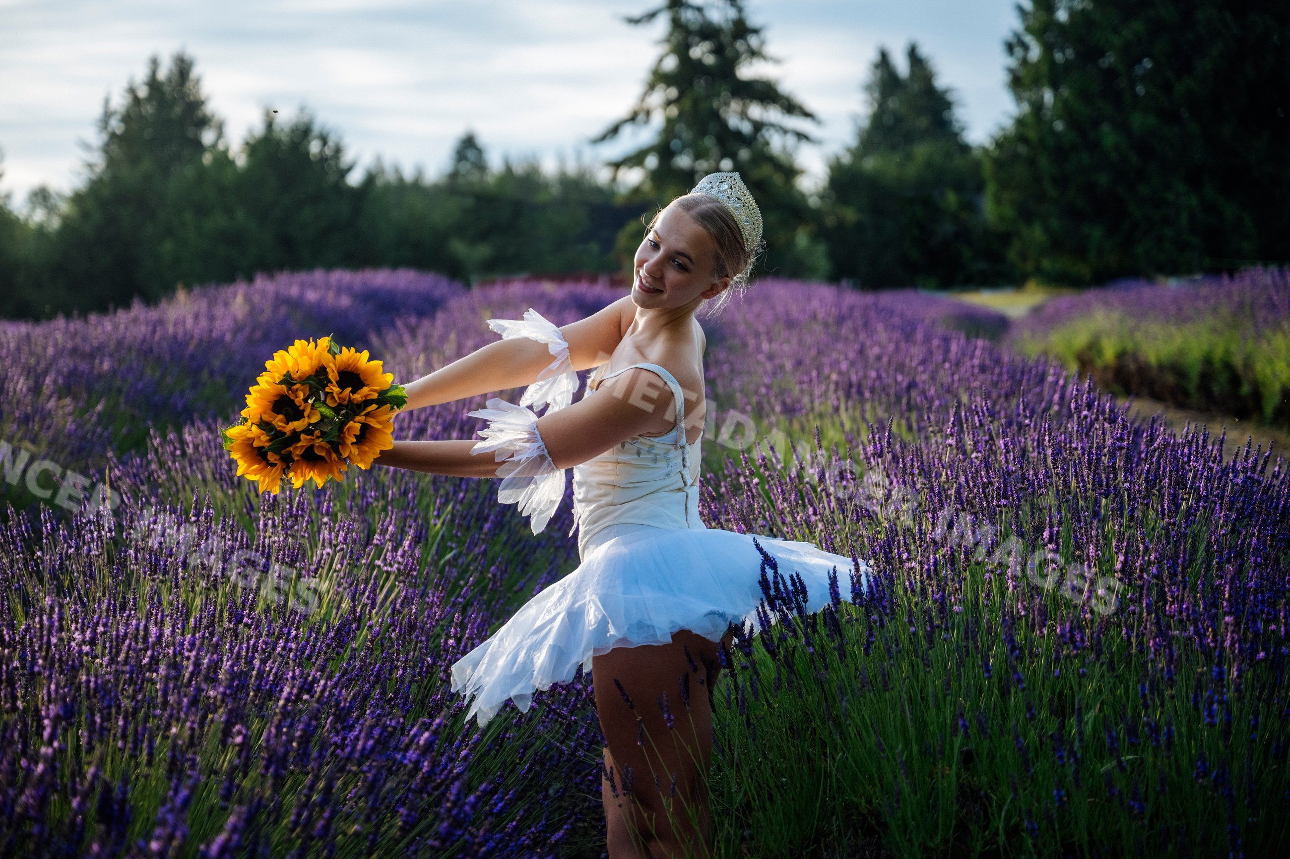 A ballerina in a white tutu poses with sunflowers in a lavender field