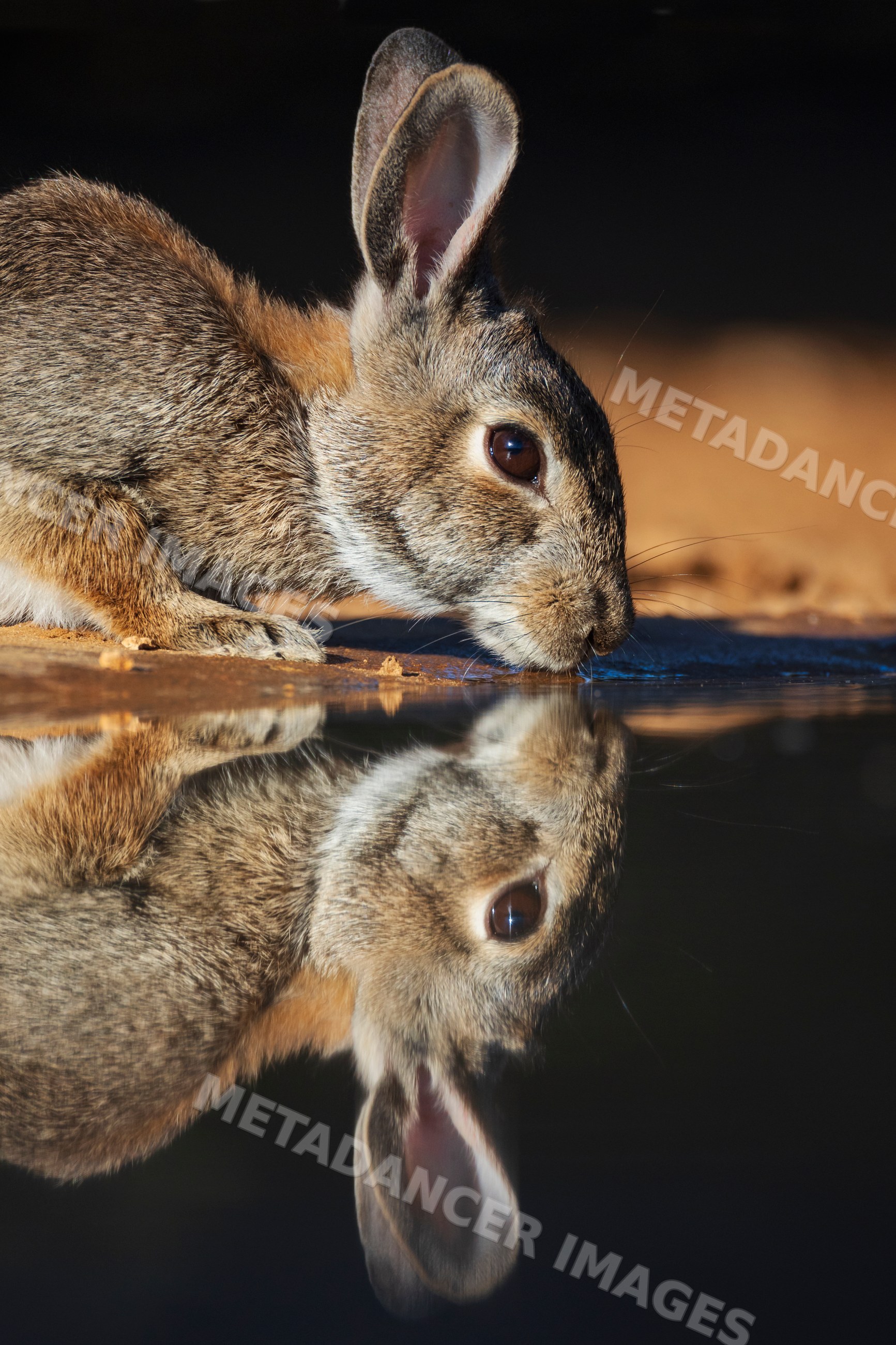 Texas cottontail rabbit drinking water