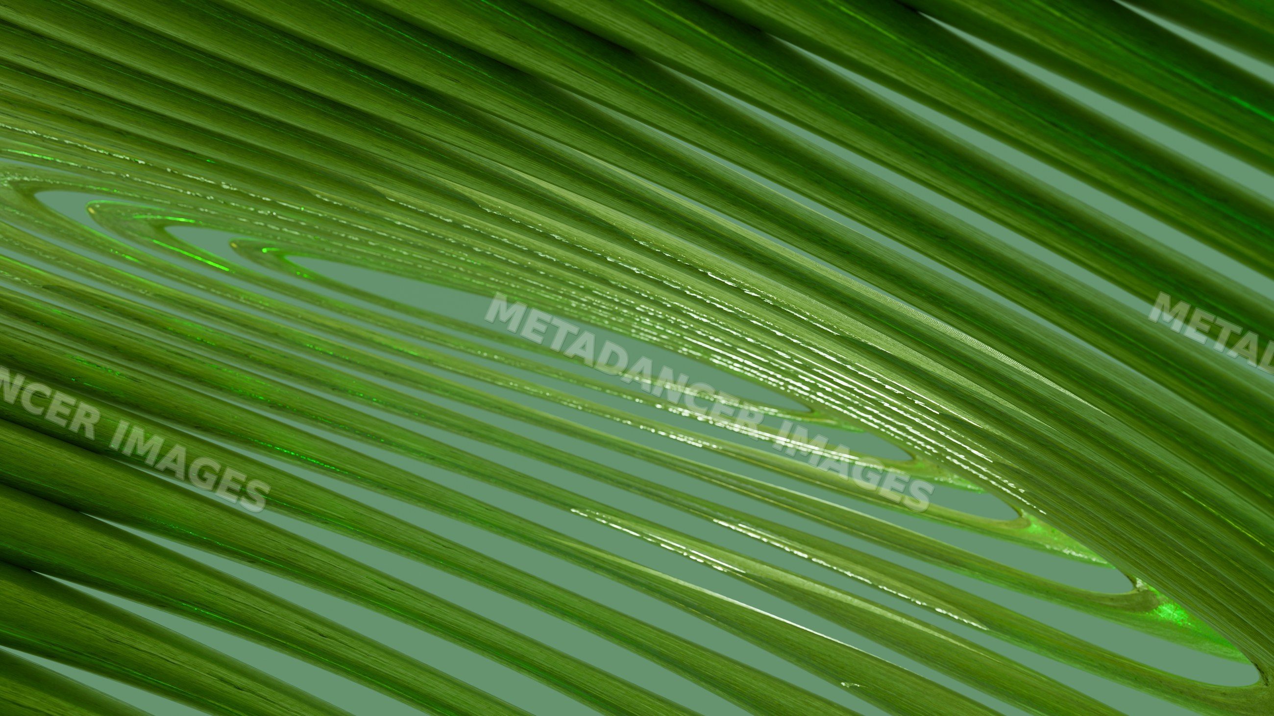Close-up of green palm leaf texture with natural veins and patterns