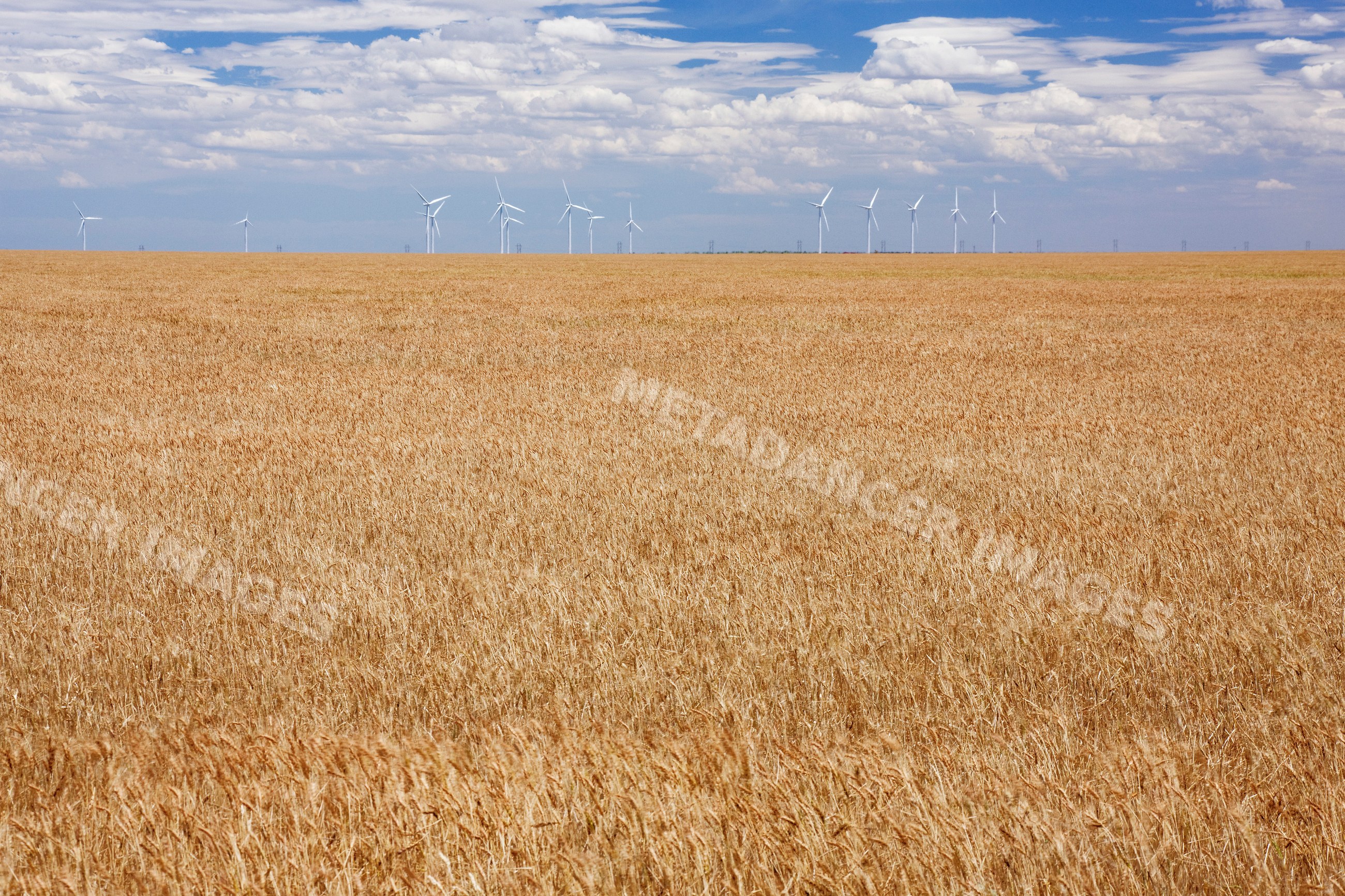 Wind farm and wheat field under cloudy sky