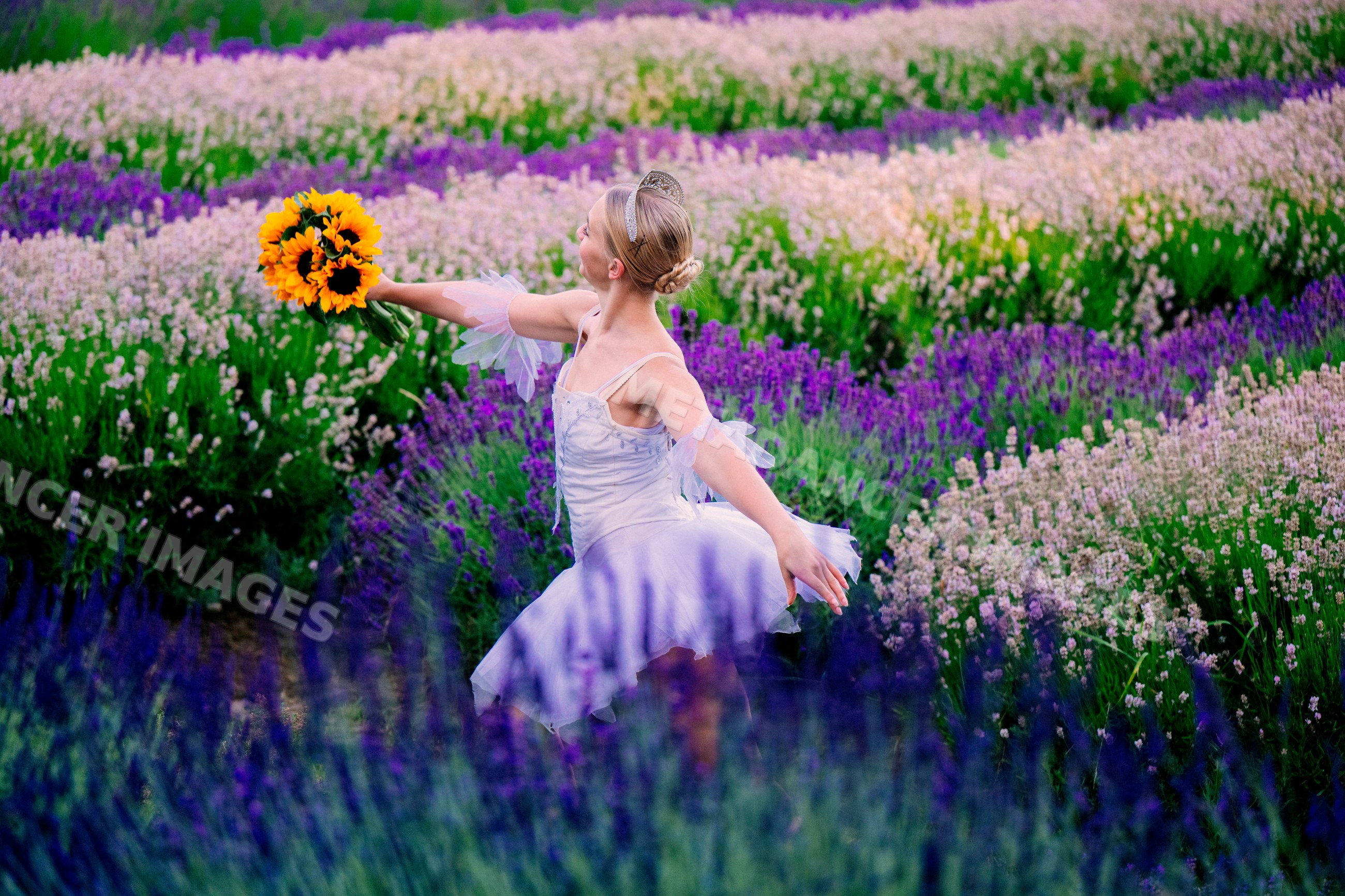 A ballerina dances gracefully in a lavender flower field in washington