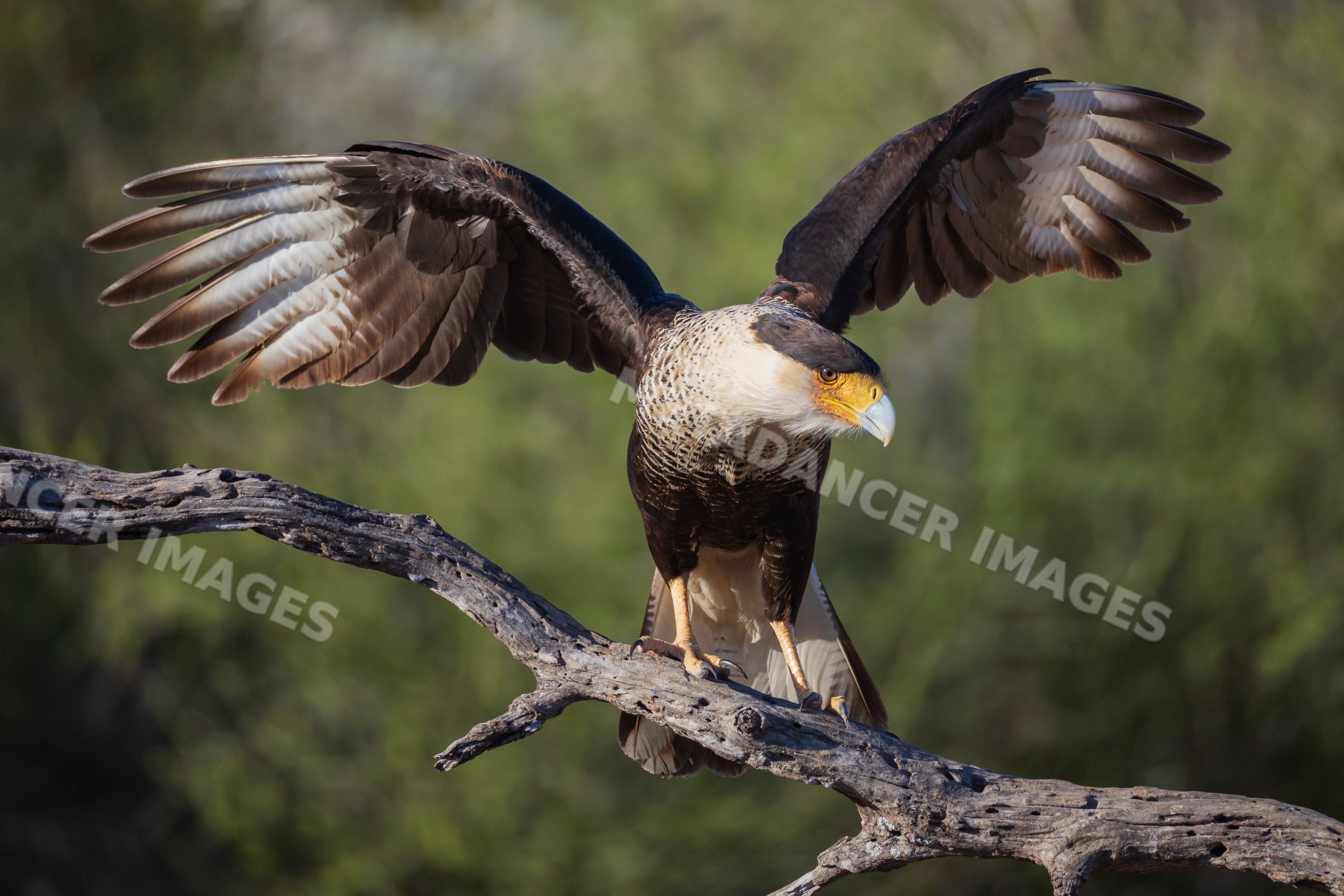 Crested caracara bird landing on dead tree branch