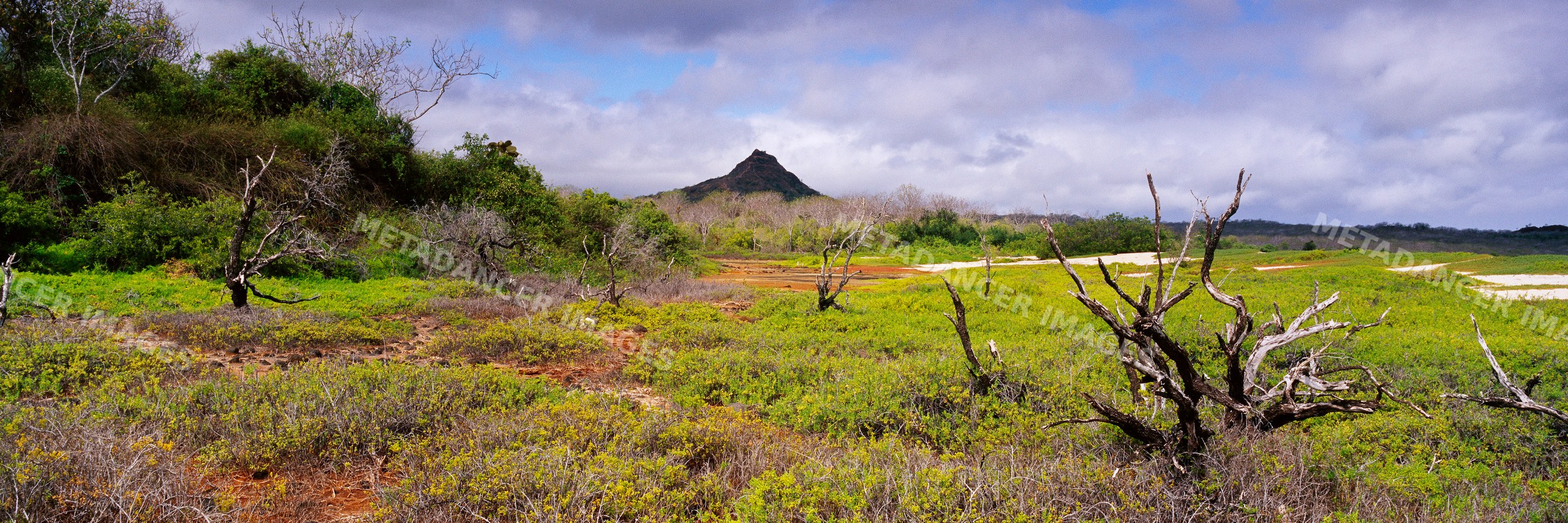 Landscape with dry shrubs and mountain on isla santa cruz galapagos