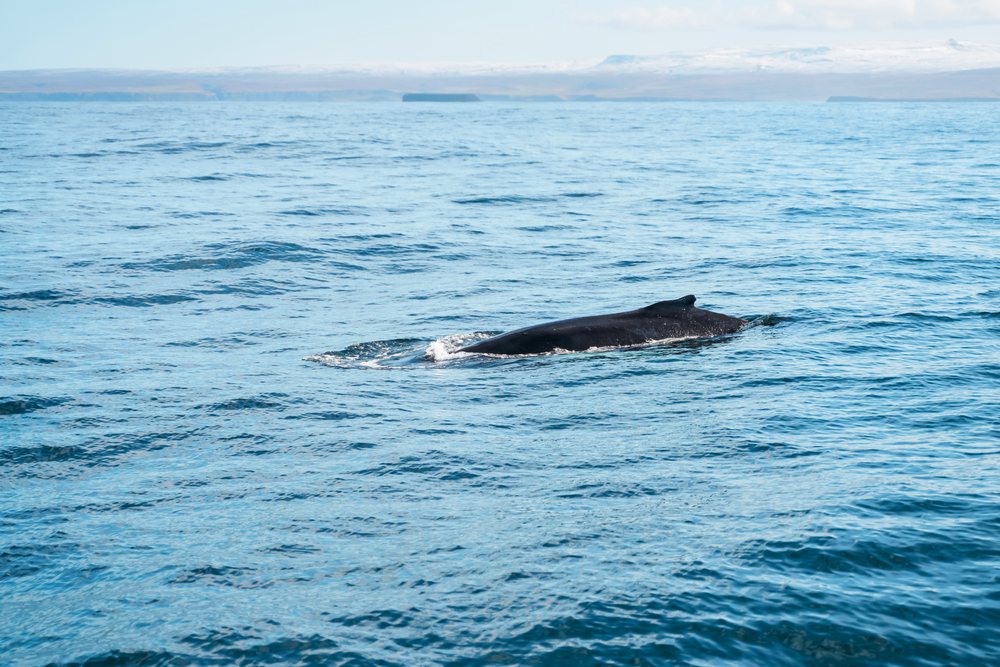 A whale swimming near the ocean surface in Iceland during daylight