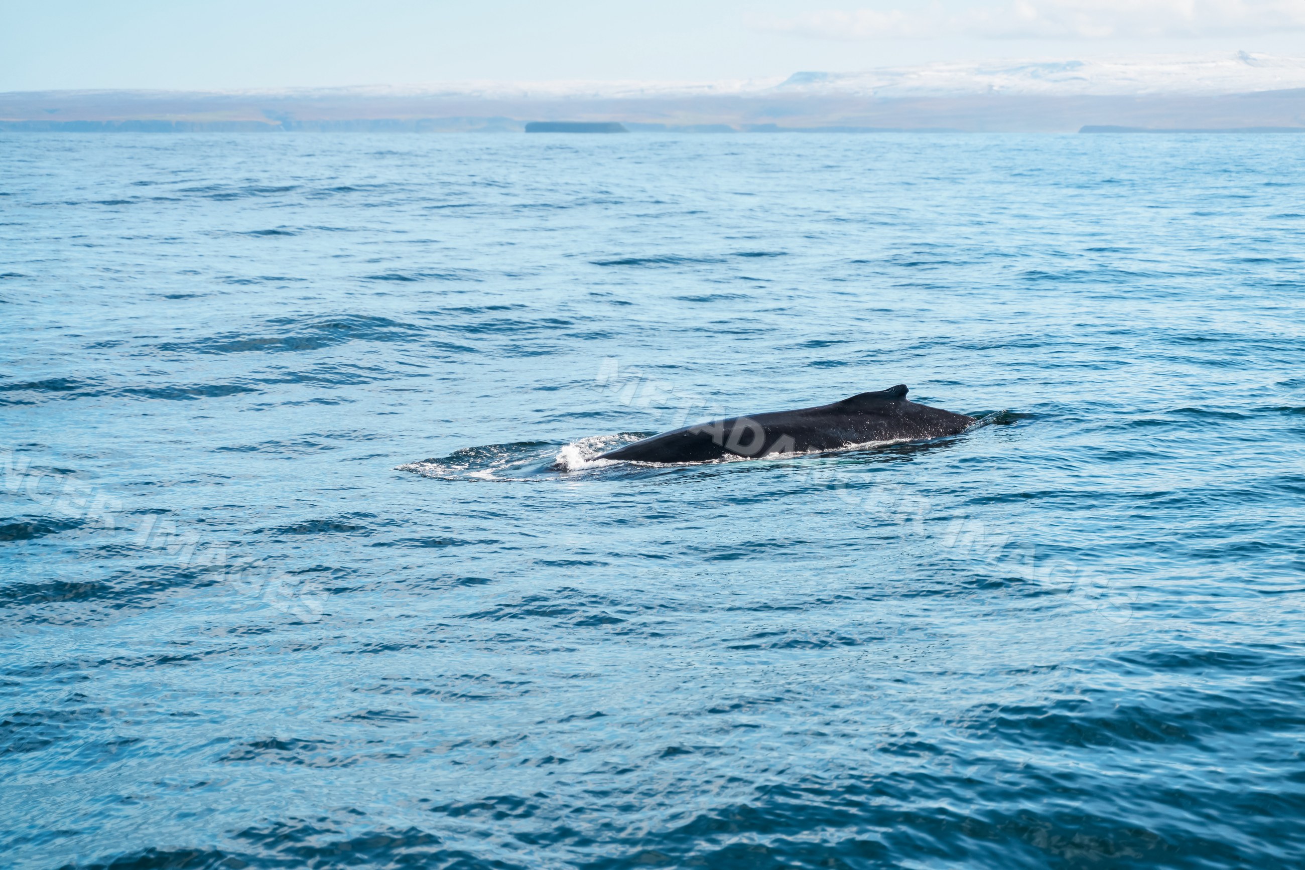 A whale swimming near the ocean surface in Iceland during daylight