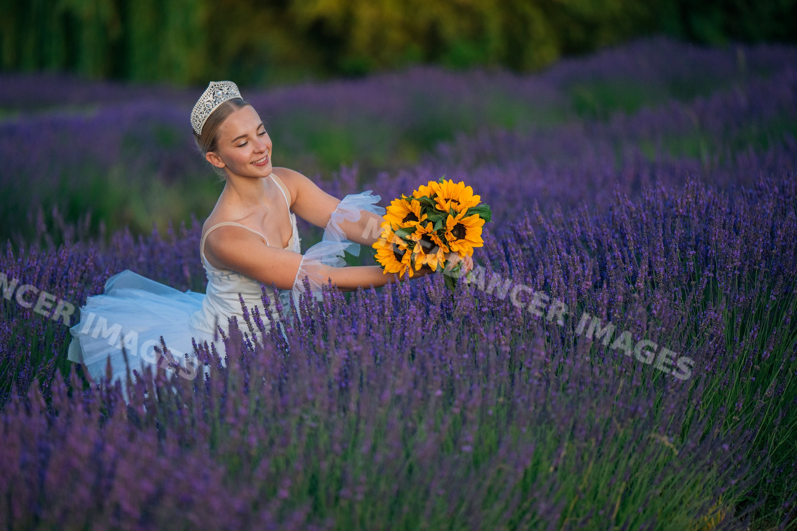 A ballerina holds sunflowers in a blooming lavender field in WA, USA