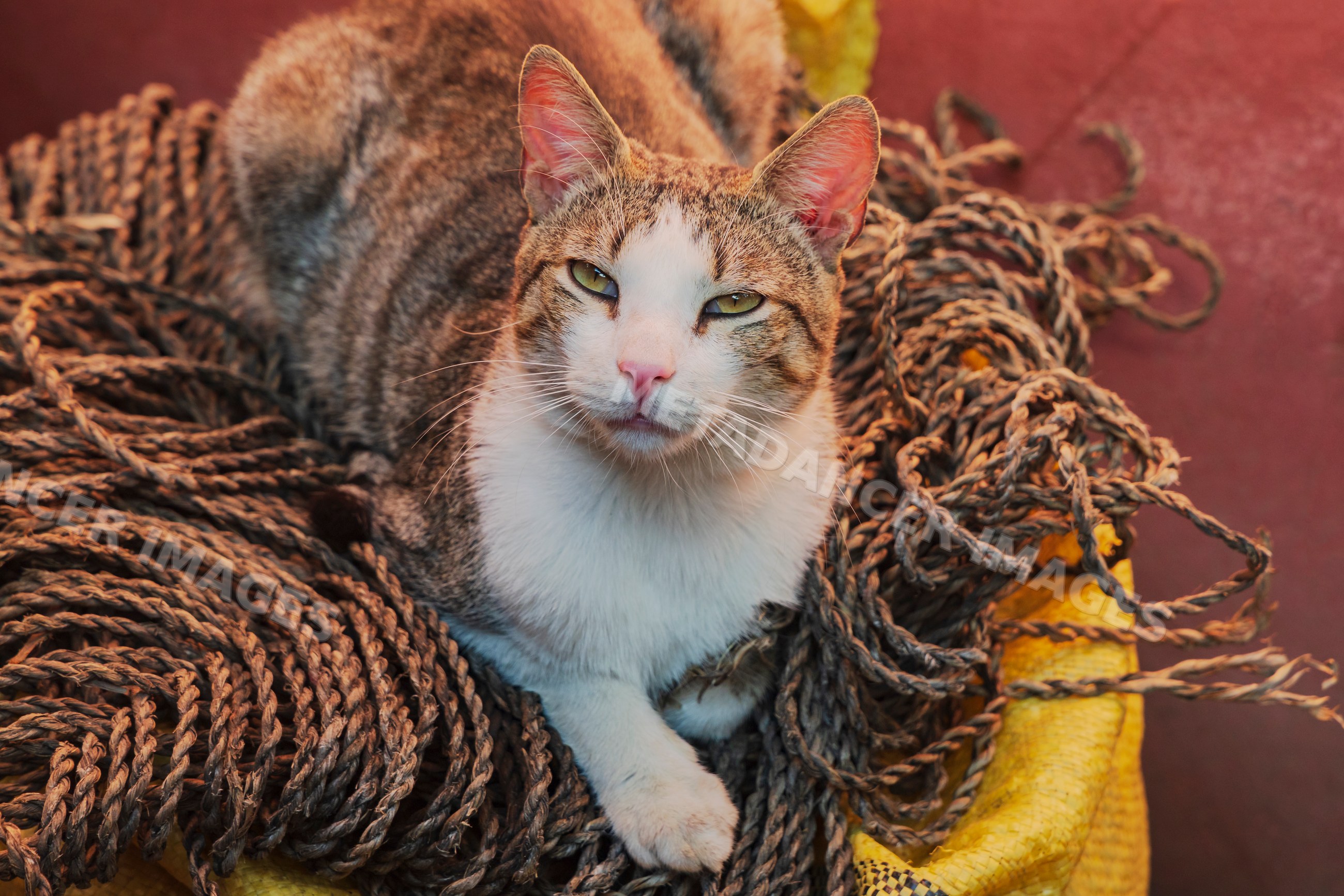 Street Cat resting on coiled rope in a street