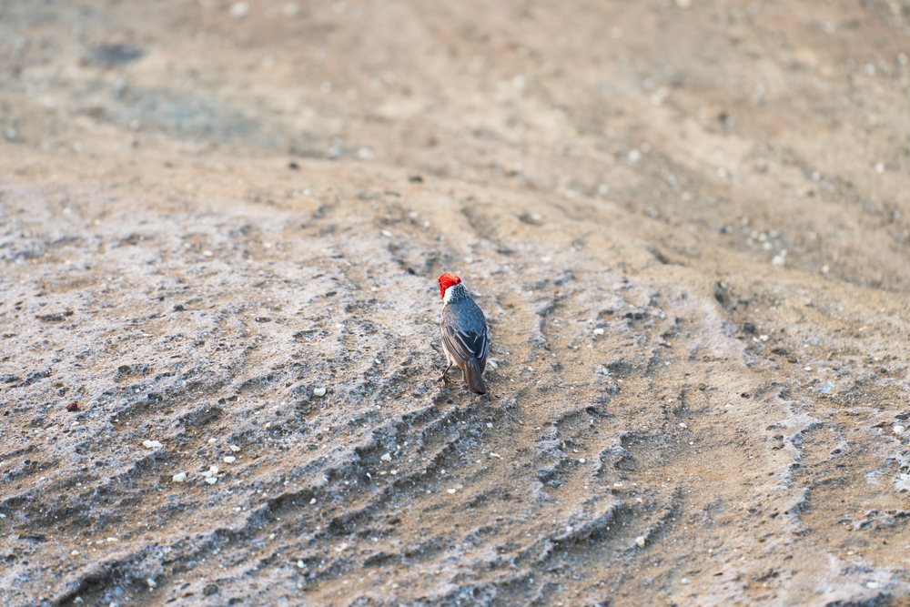 Small bird with red head on sandy ground in Oahu, Hawaii
