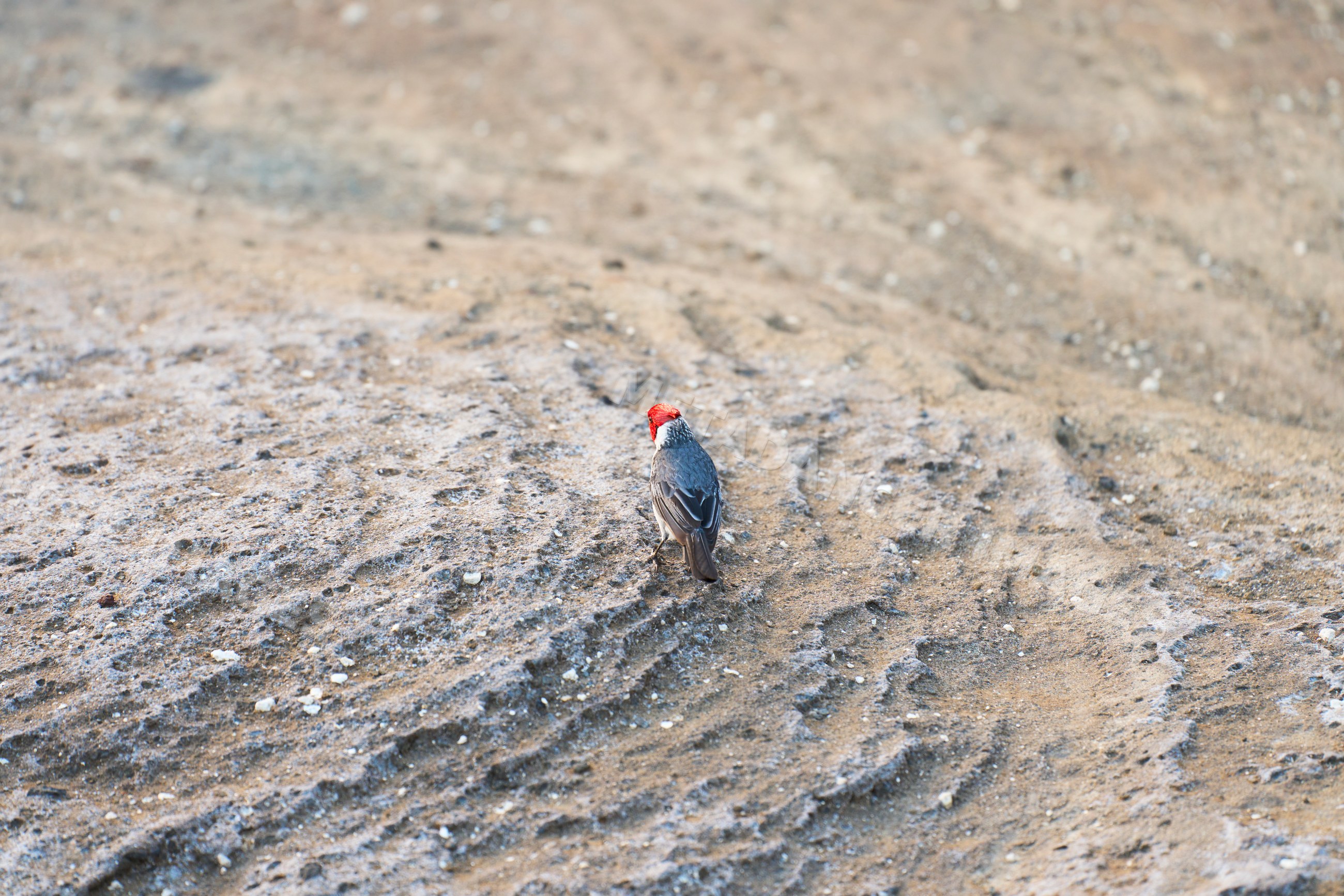Small bird with red head on sandy ground in Oahu, Hawaii