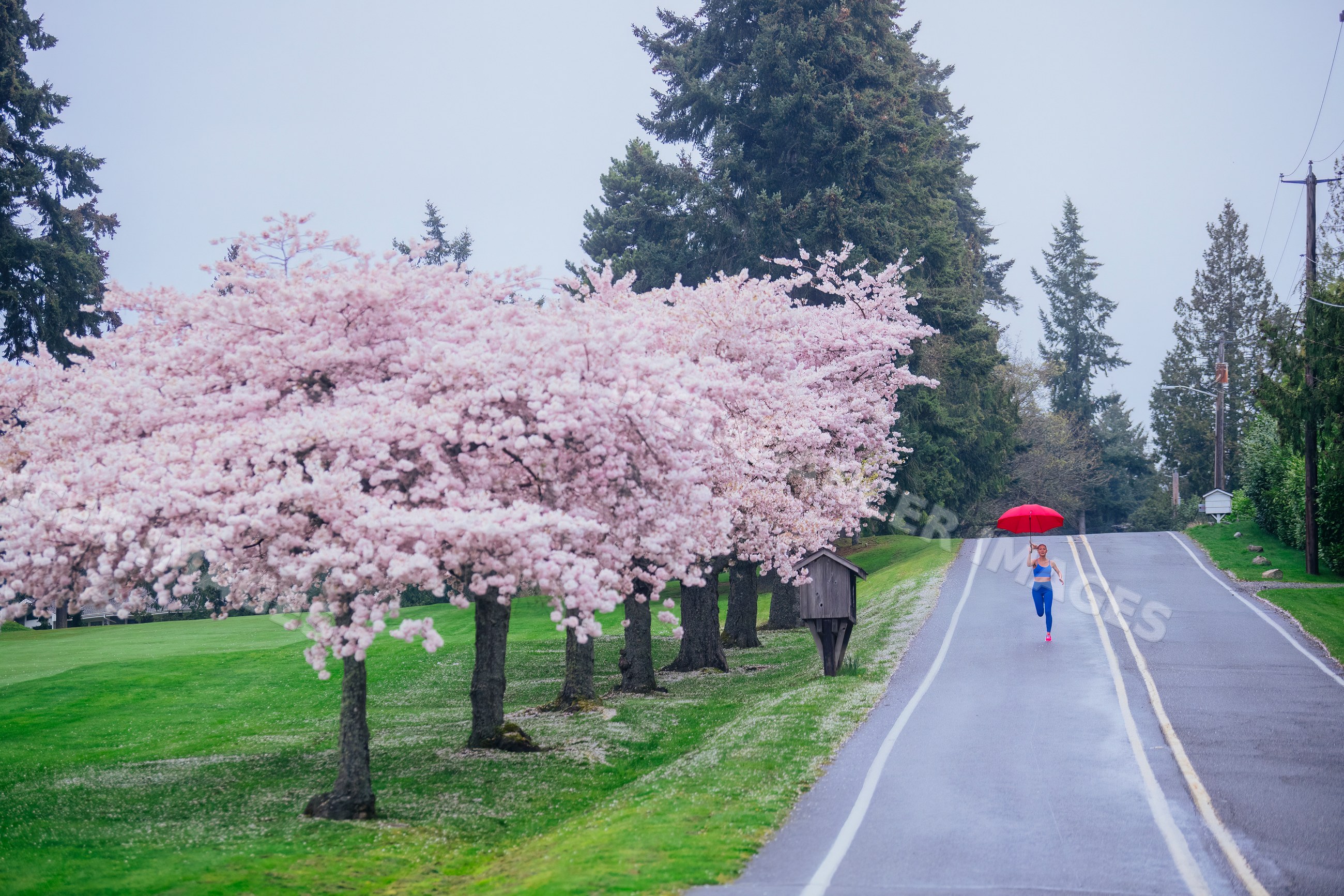 White woman running with red umbrella on rainy cherry blossom-lined