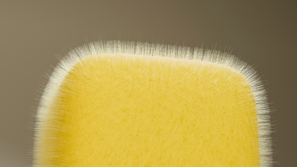 Yellow mold spores growing densely on a surface under microscope