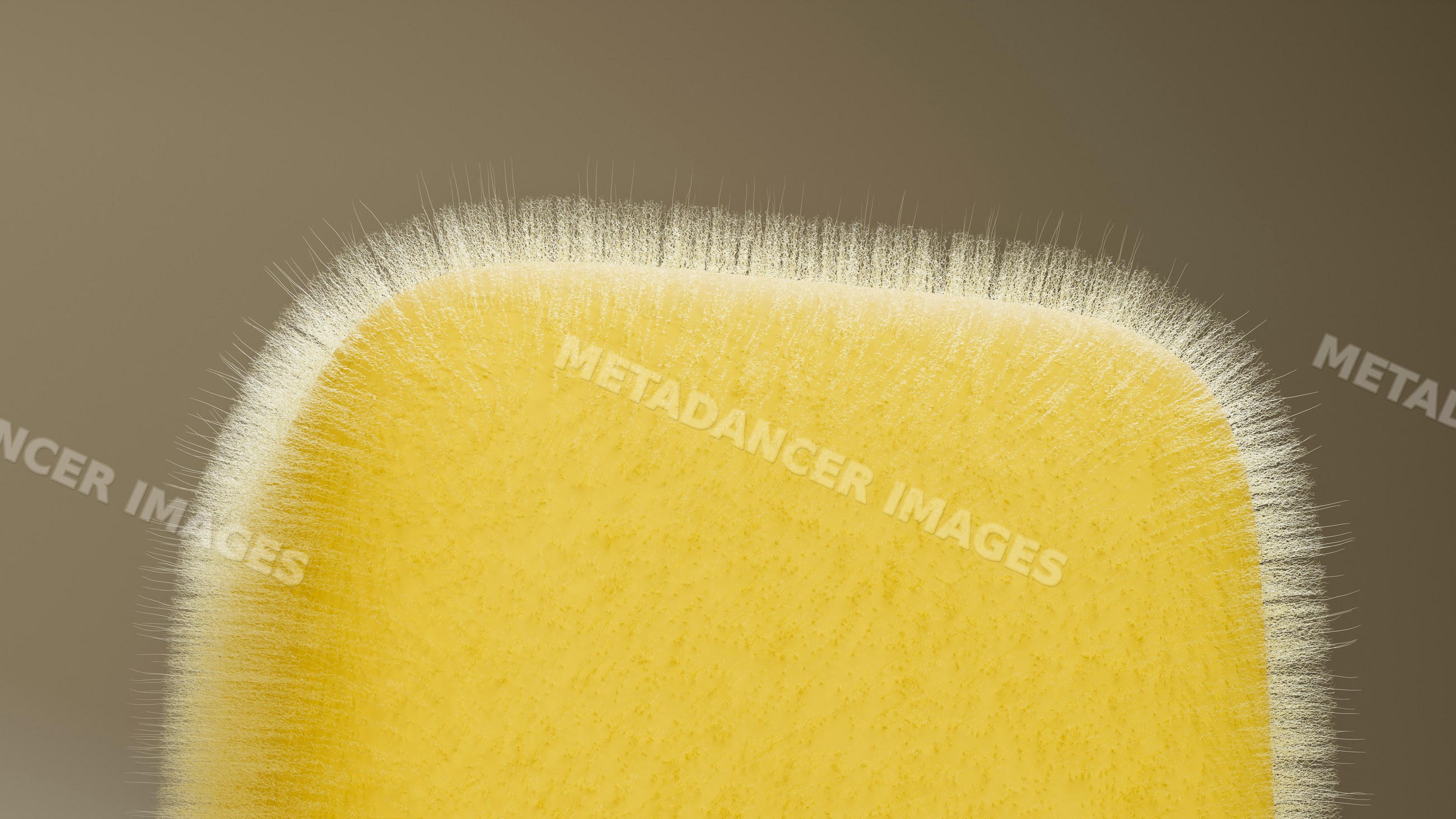 Yellow mold spores growing densely on a surface under microscope