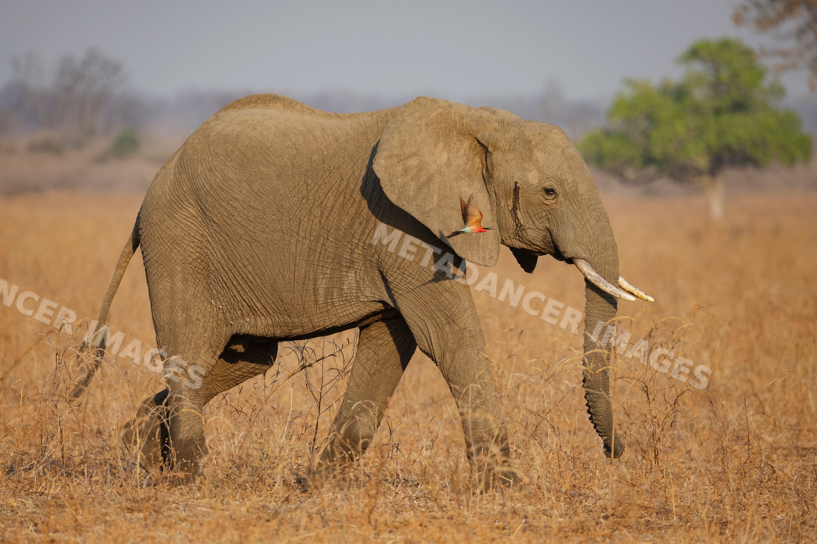 Elephant walking with Carmine Bee-Eater bird in Zambia savanna