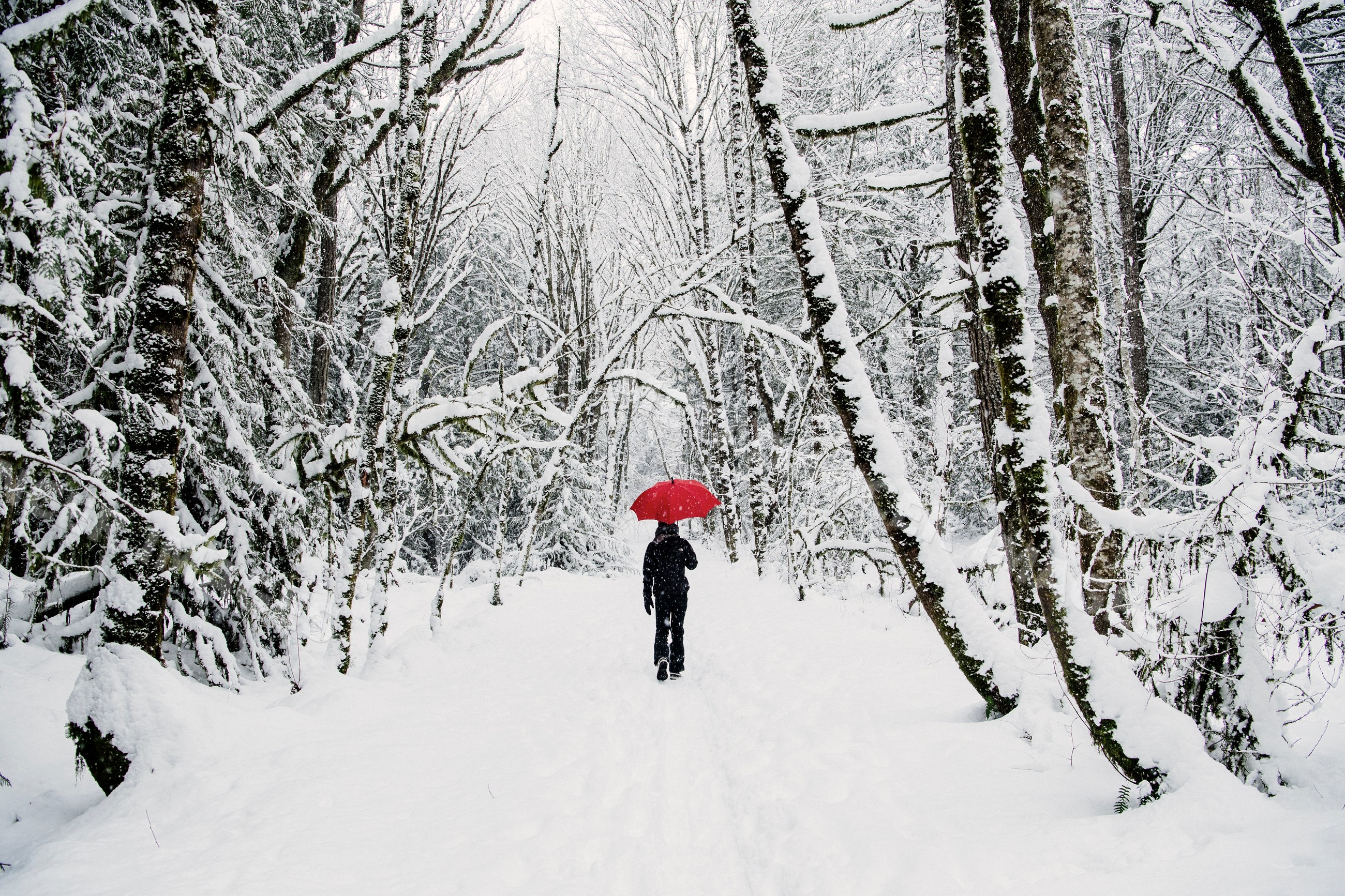 South Asian person walking with red umbrella in snowy forest path