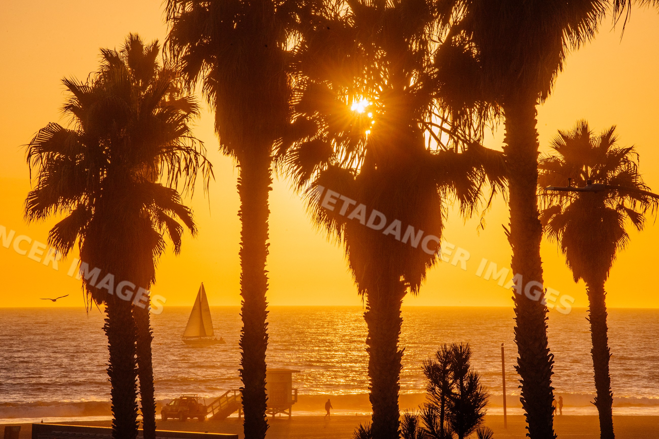 Palm trees silhouetted at golden sunset over Santa Monica beach