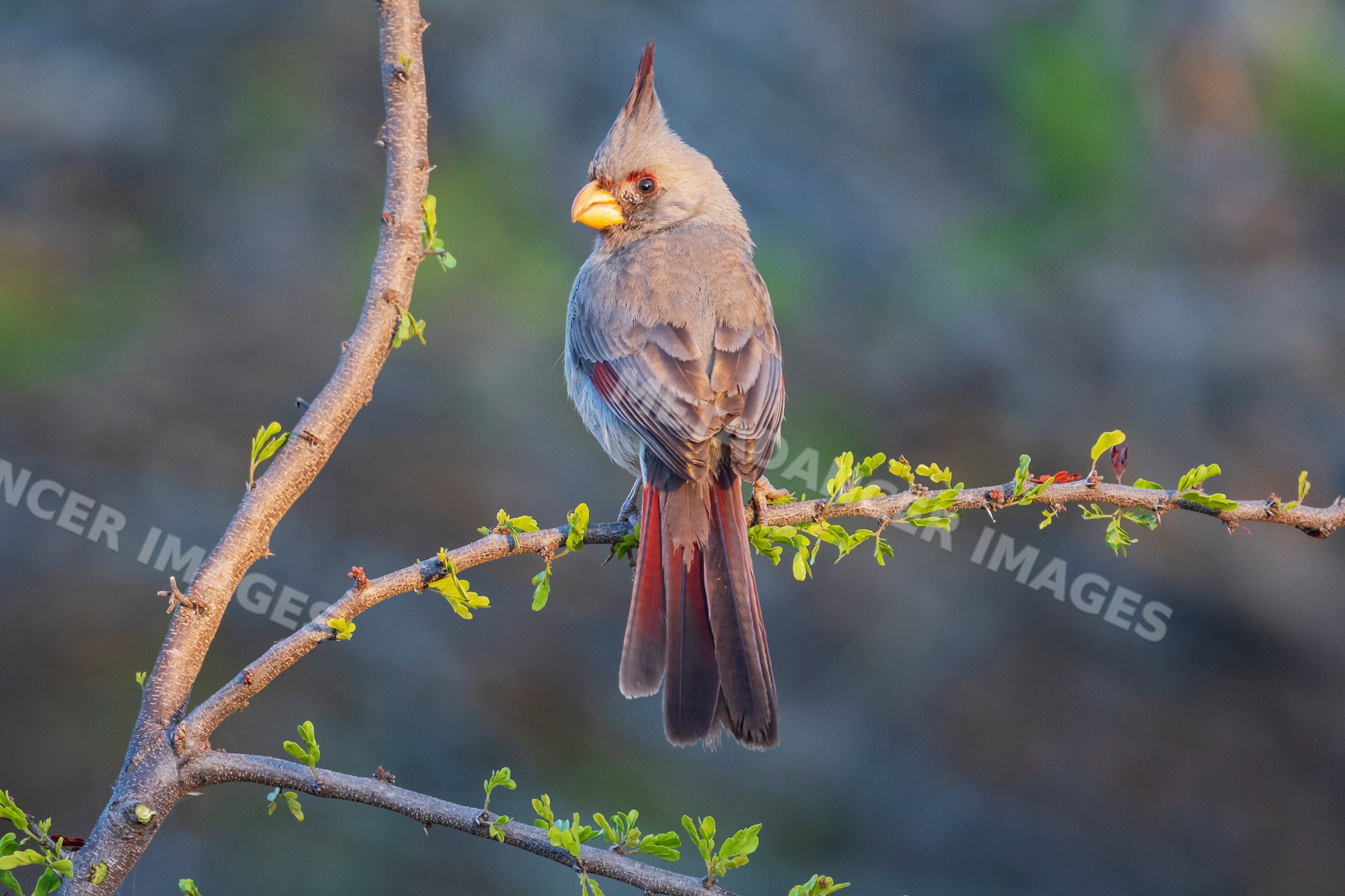 Pyrrhuloxia bird perching on a branch at Sunrise in texas