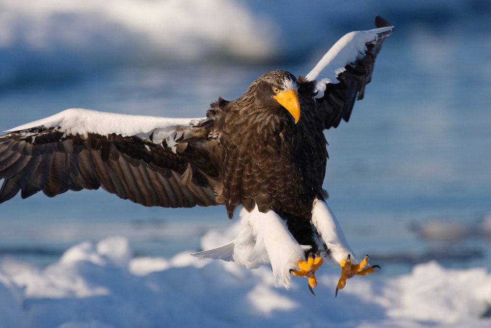 Steller's sea eagle flying over snowy landscape