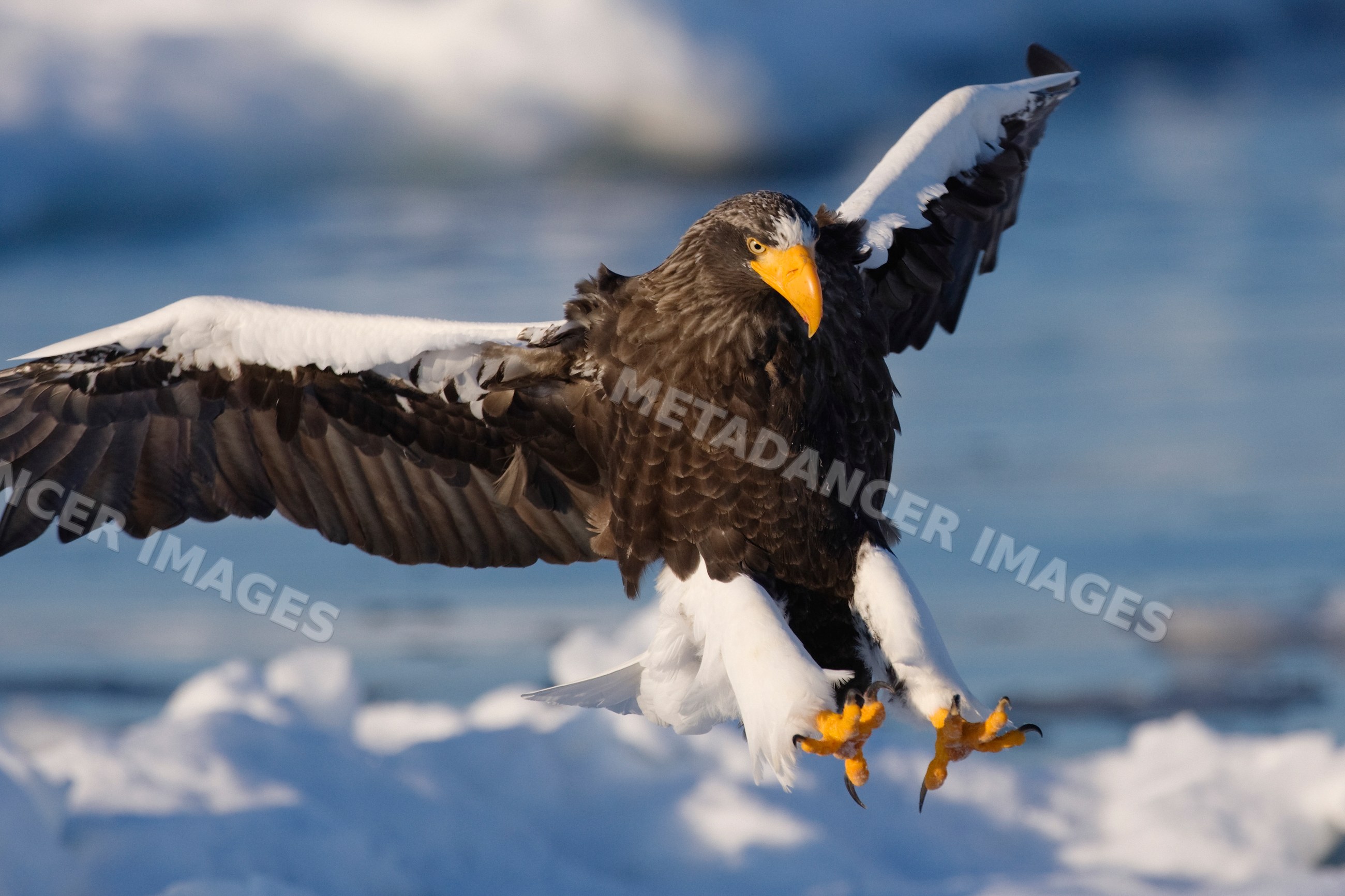 Steller's sea eagle flying over snowy landscape