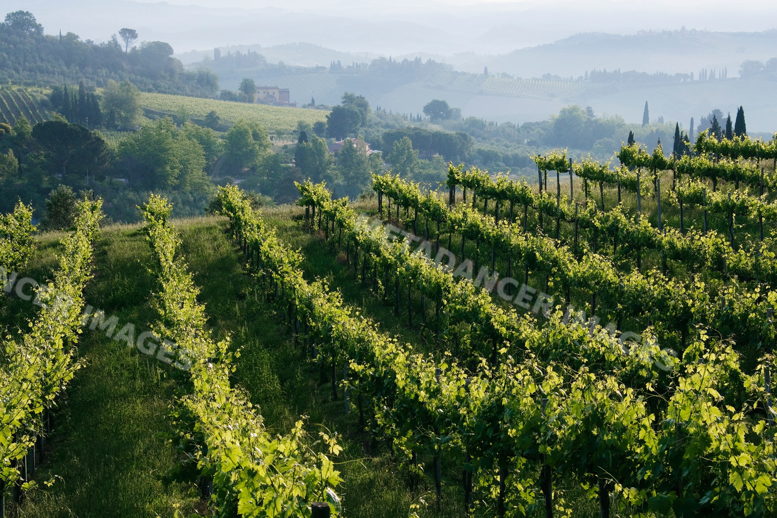 Vineyard rows on rolling hills landscape