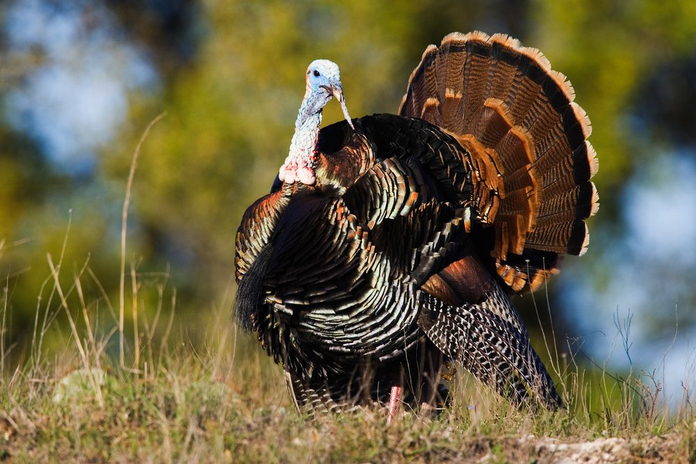 Rio grande wild turkey displaying fanned tail feathers