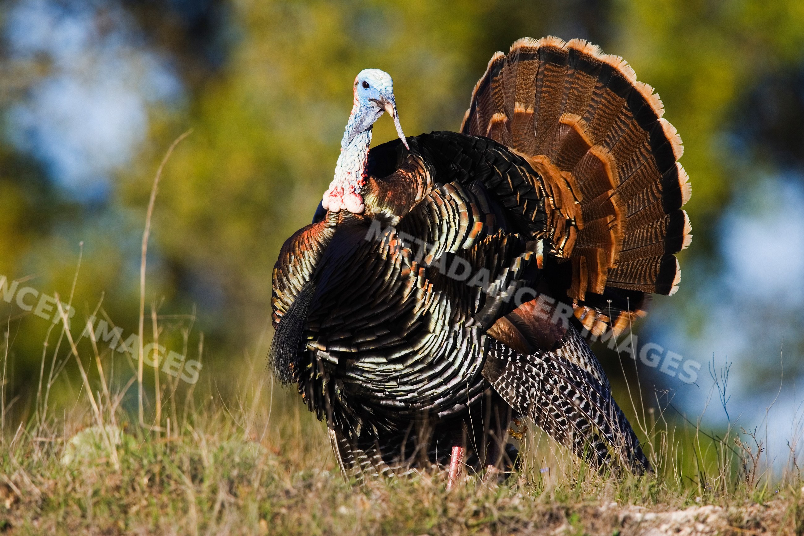 Rio grande wild turkey displaying fanned tail feathers