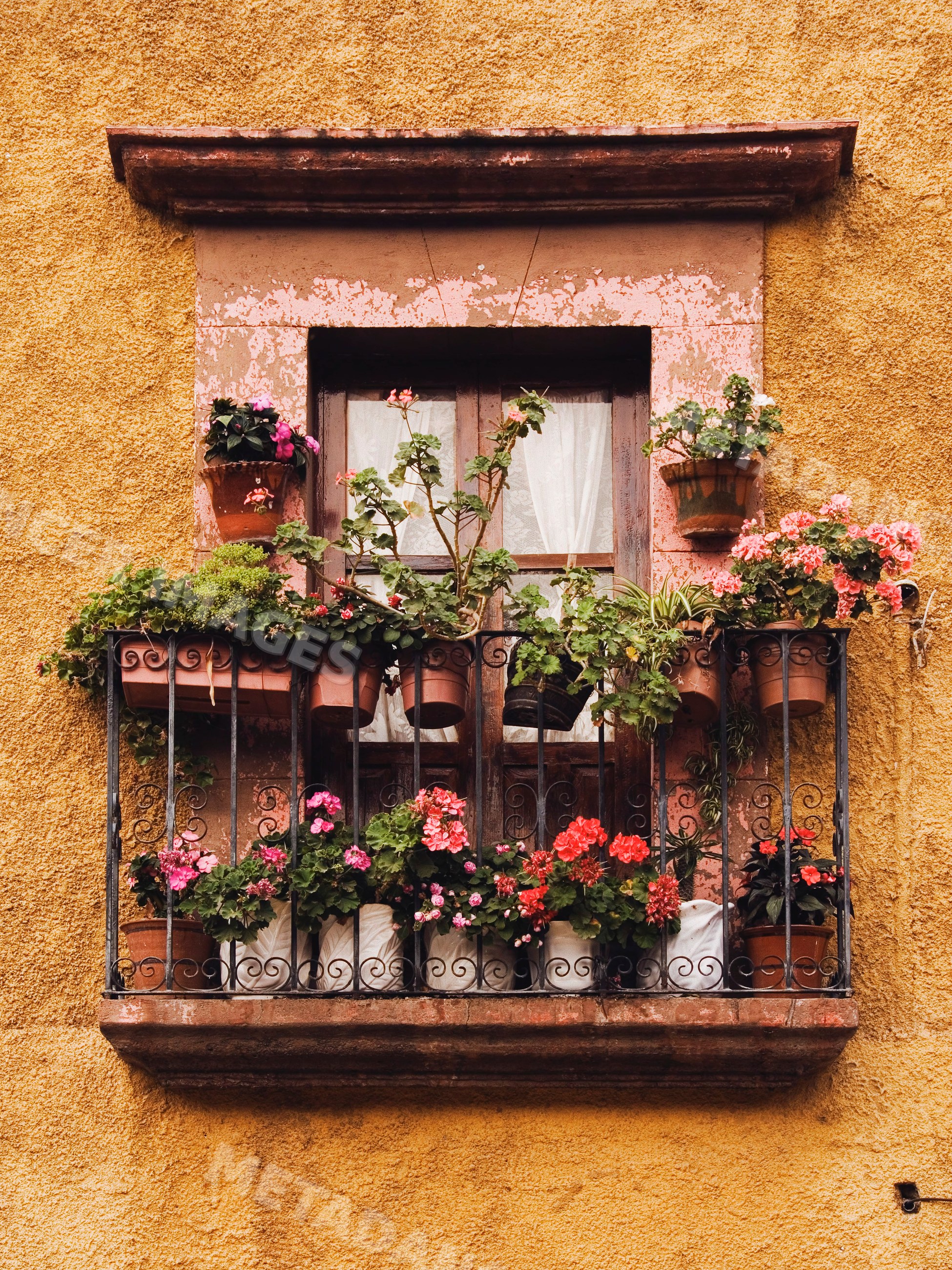 Window with flowering potted geraniums on metal balcony railing