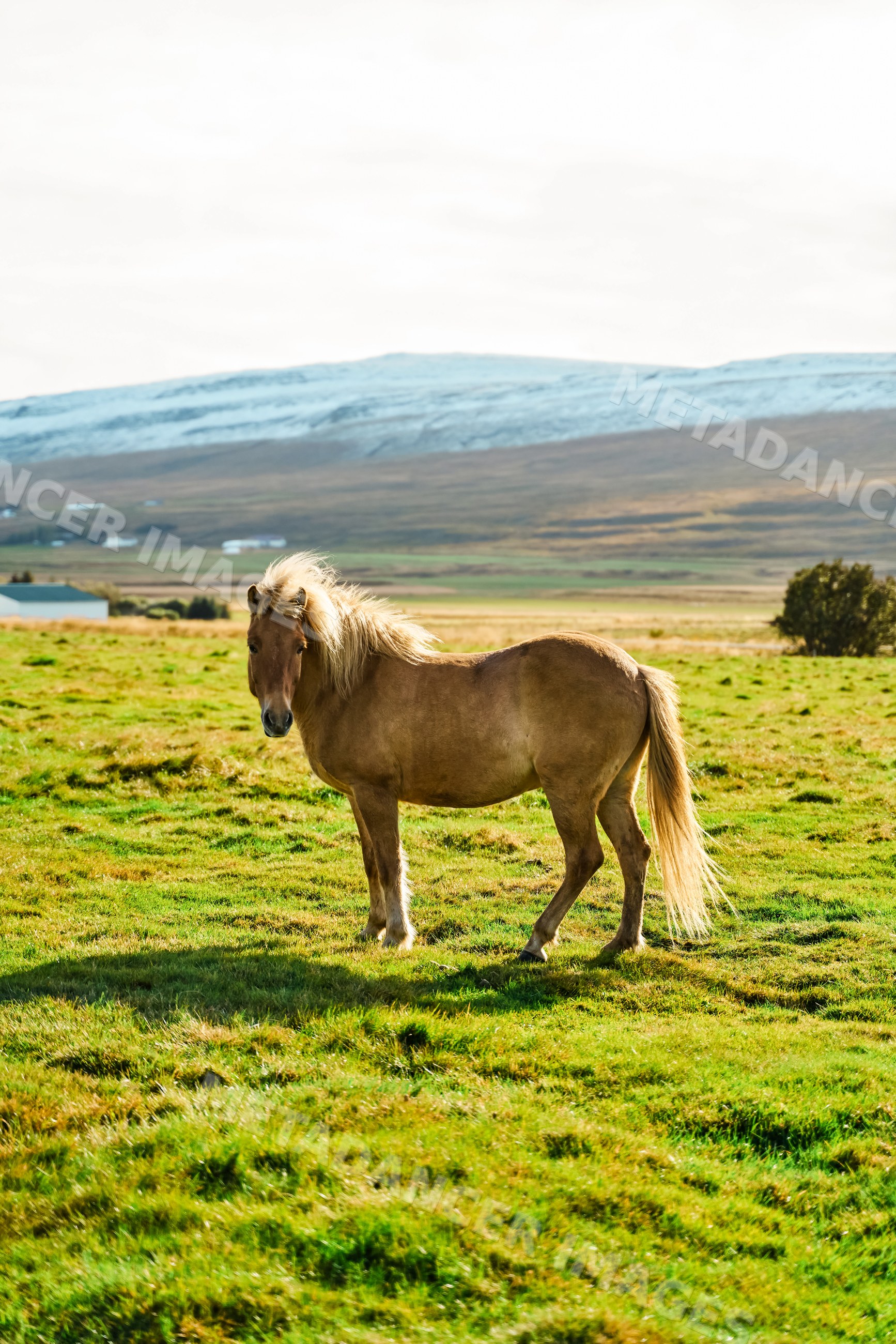 A brown horse stands in a green pasture with snowy mountains