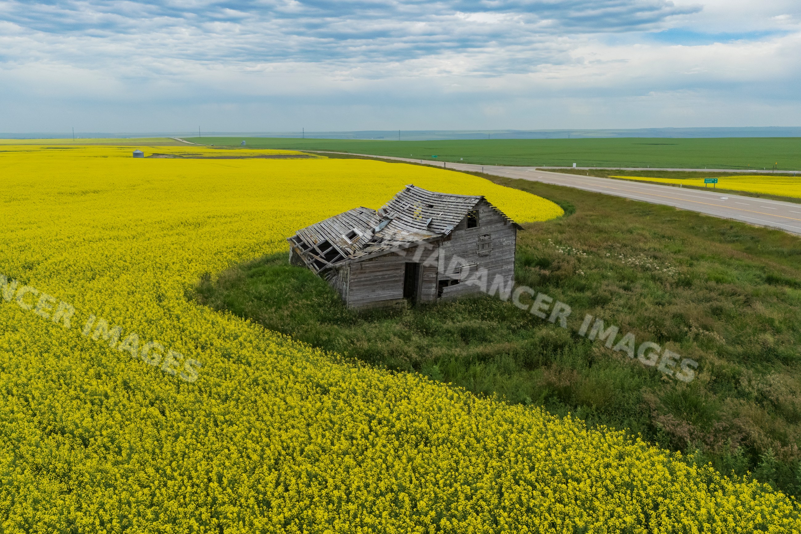 Ruined wooden house surrounded by canola crop in mossleigh alberta