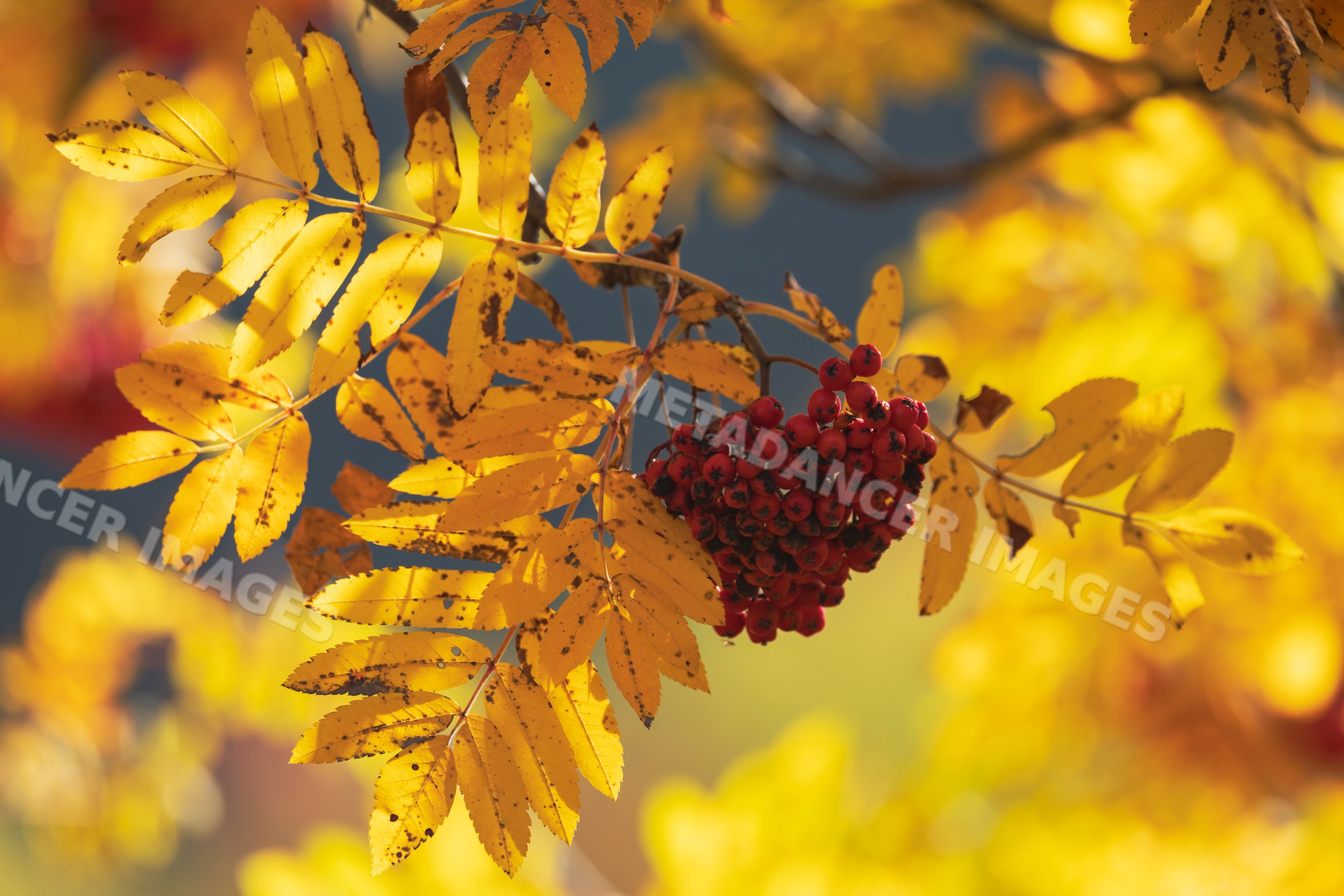 Rowan or Mountain Ash tree branch with Berries