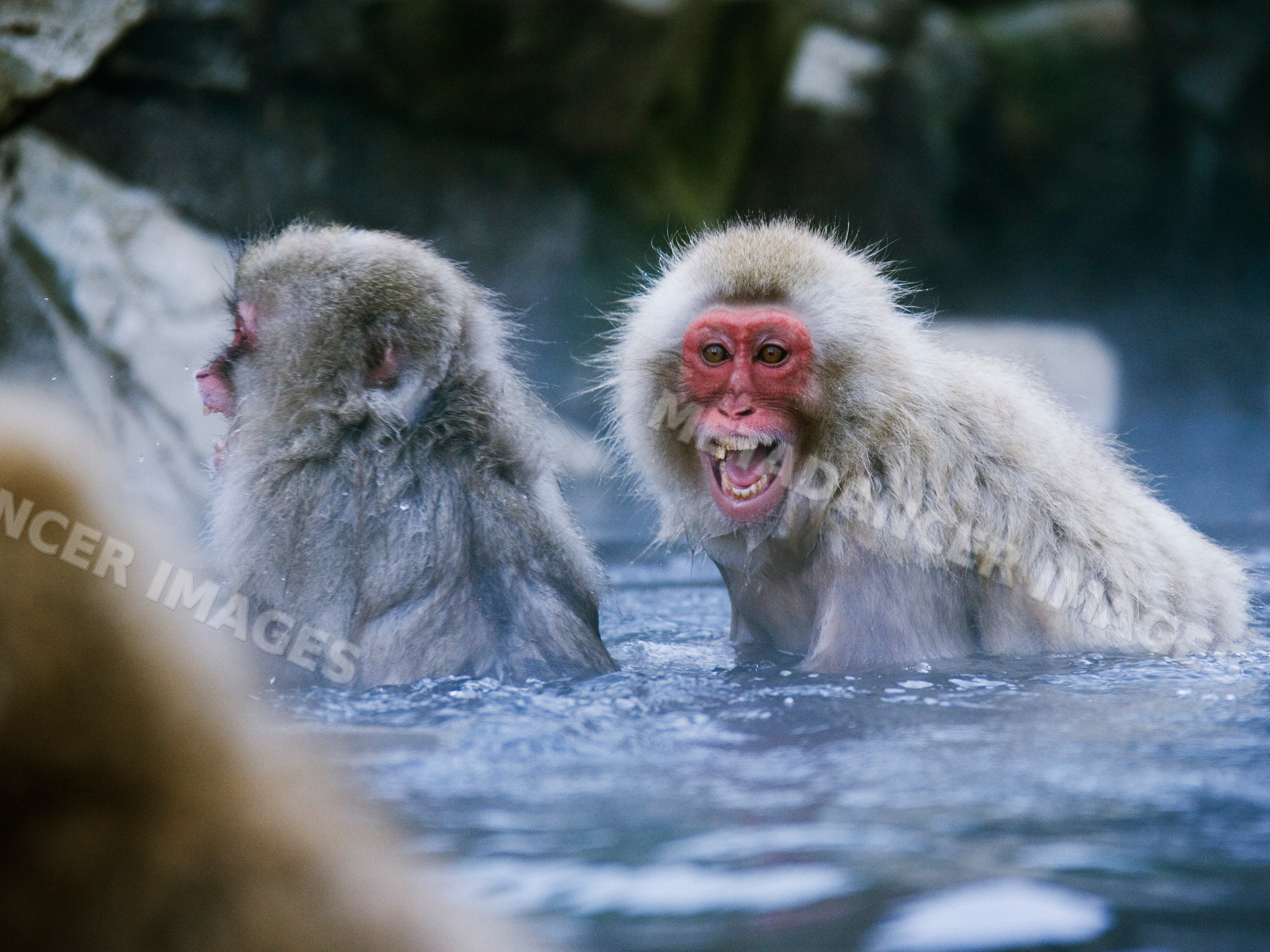 Japanese macaques vocalizing in a hot spring